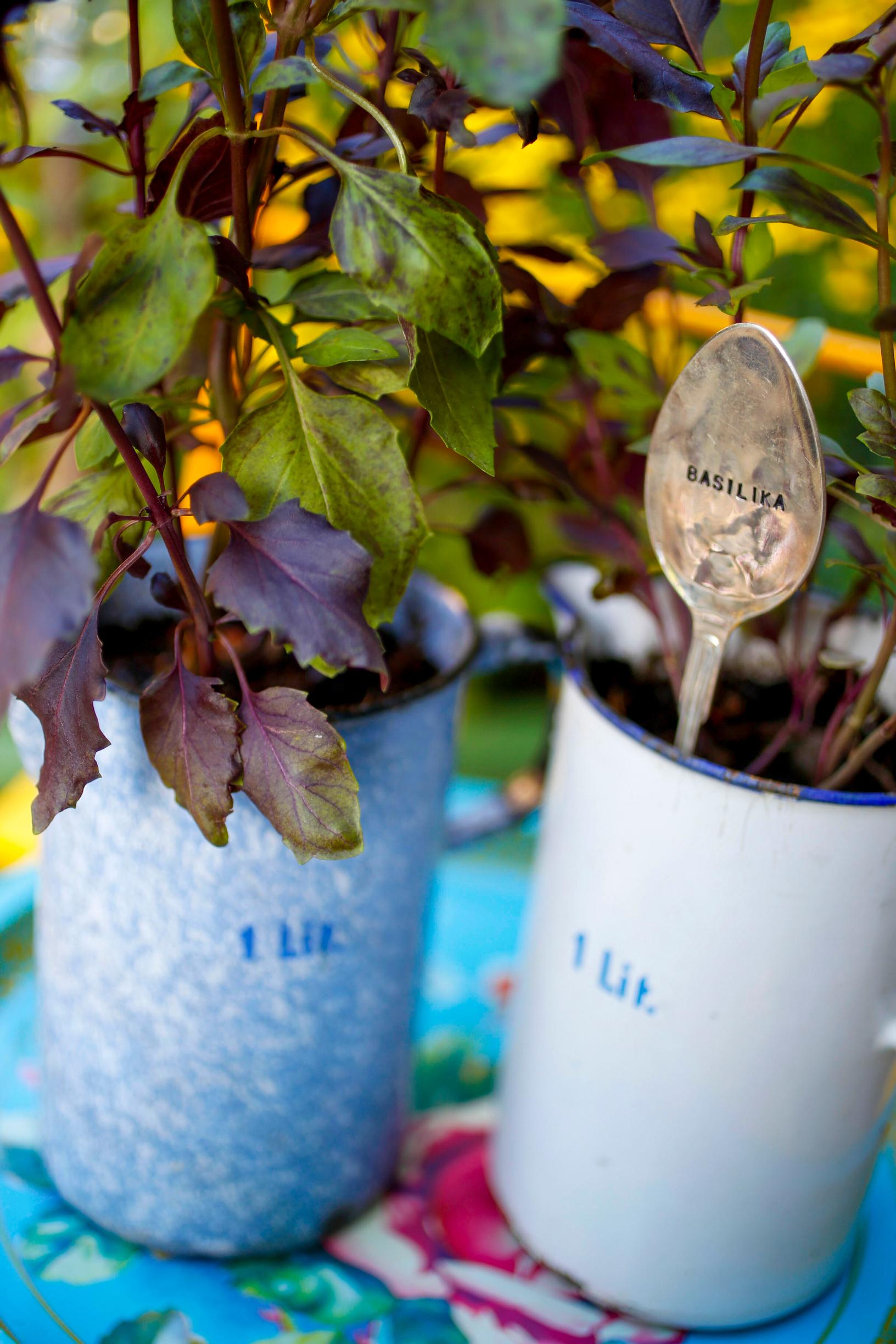 Basil in old measuring pitchers.