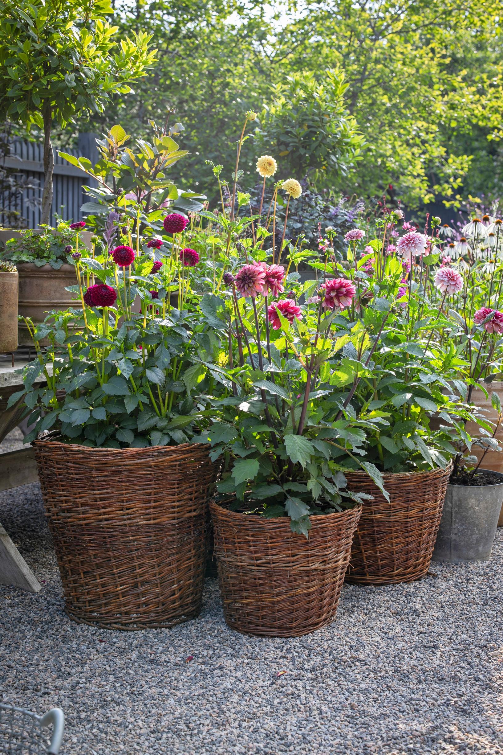 In the baskets, you’ll find the dark-flowered pompon dahlia ‘Natal,’ ‘Seniors Hope,’ ‘Yellow Jill,’ and ‘Strawberry Cream.’