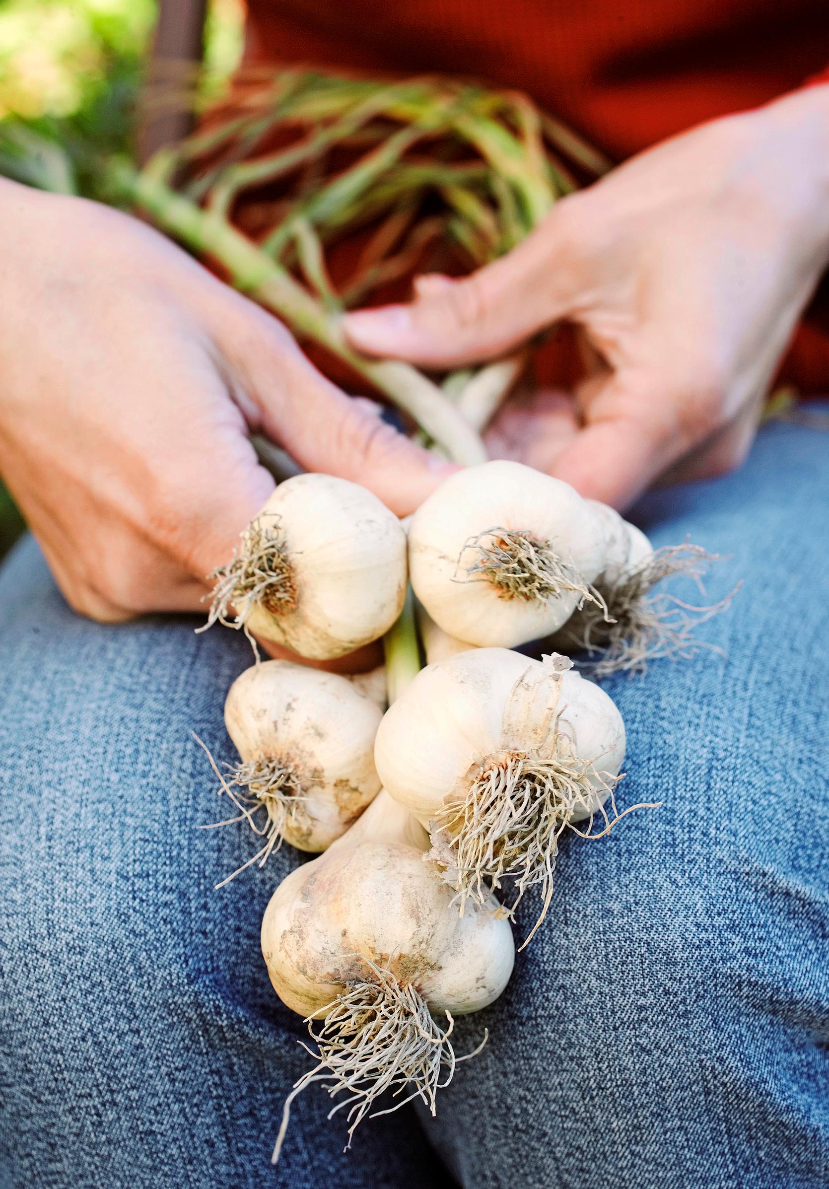 hardneck garlic