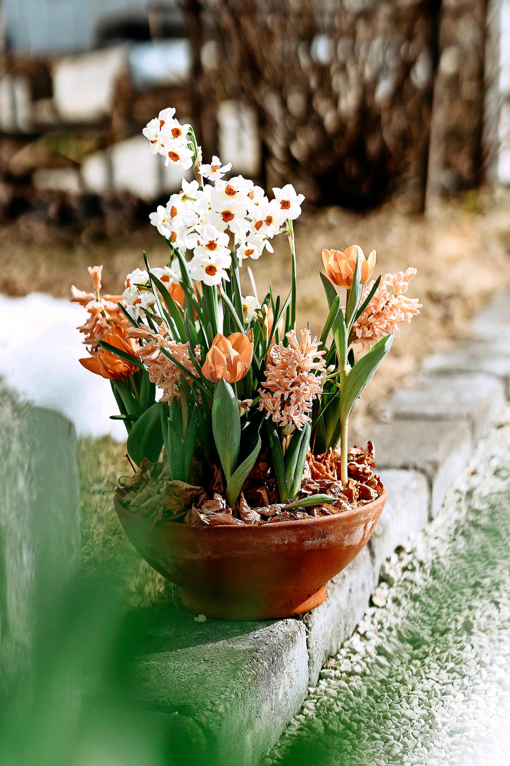 hyacinth arrangement