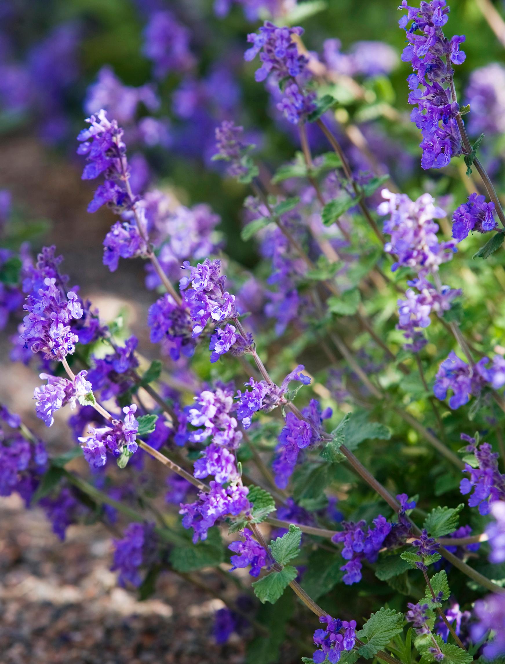 deer-resistant plants