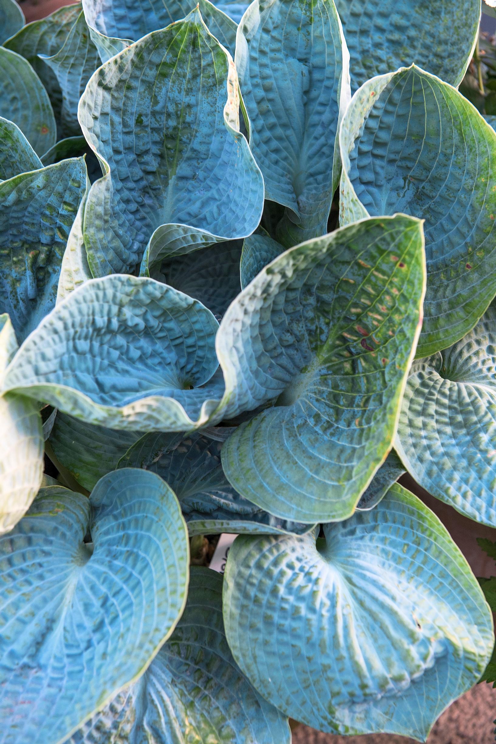 ‘Halcyon’ hosta in Claus Dalby’s garden