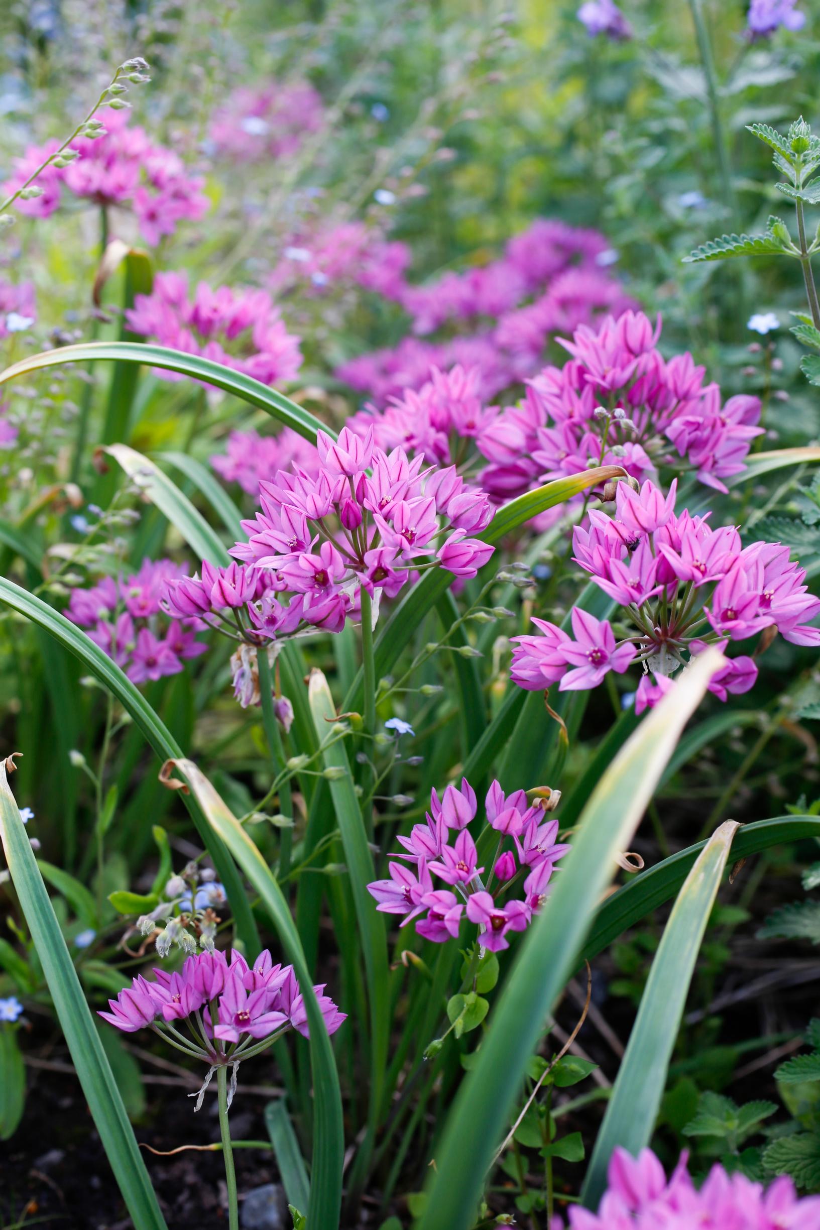 pink lily leek