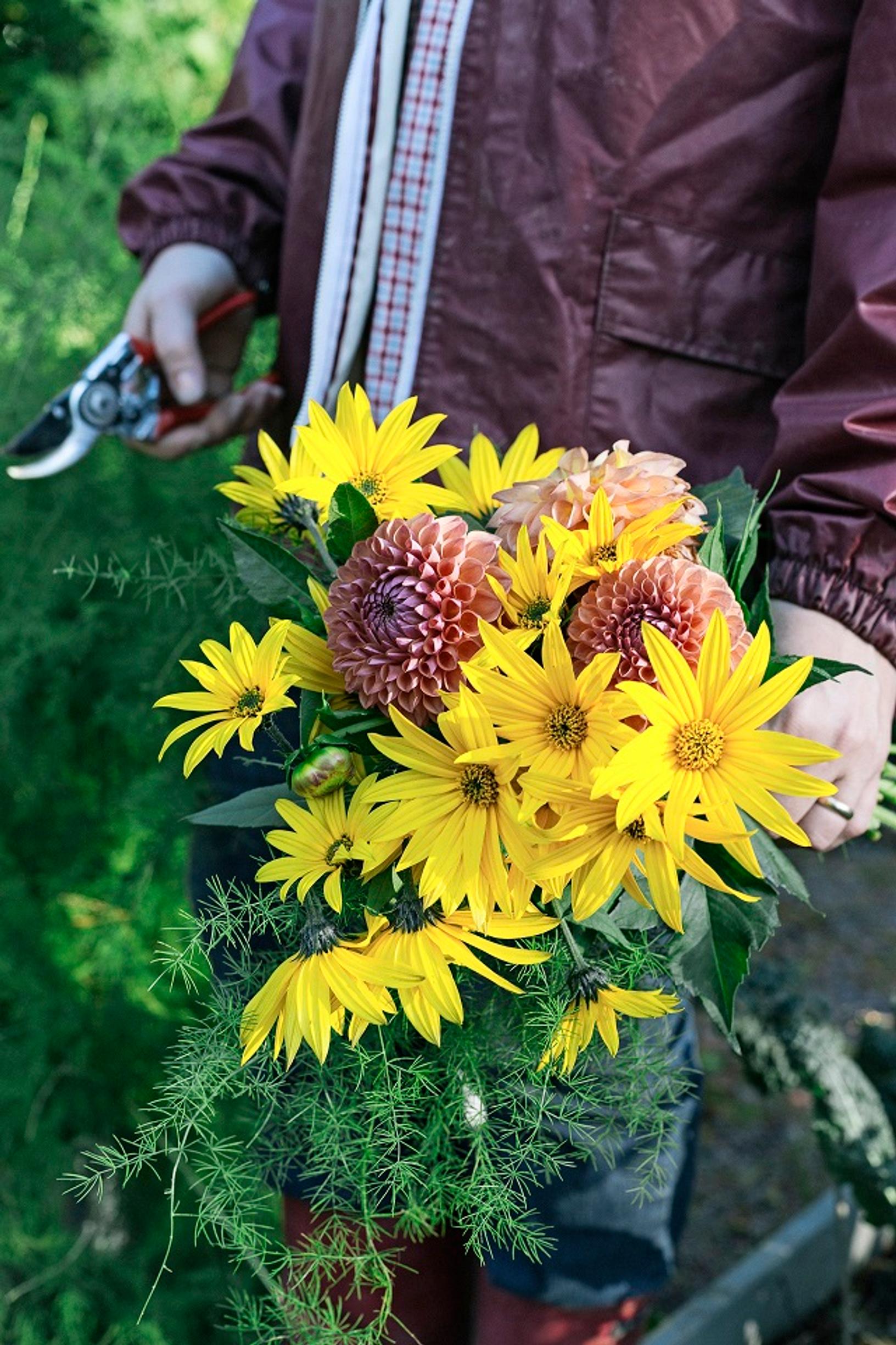 jerusalem artichoke flowers