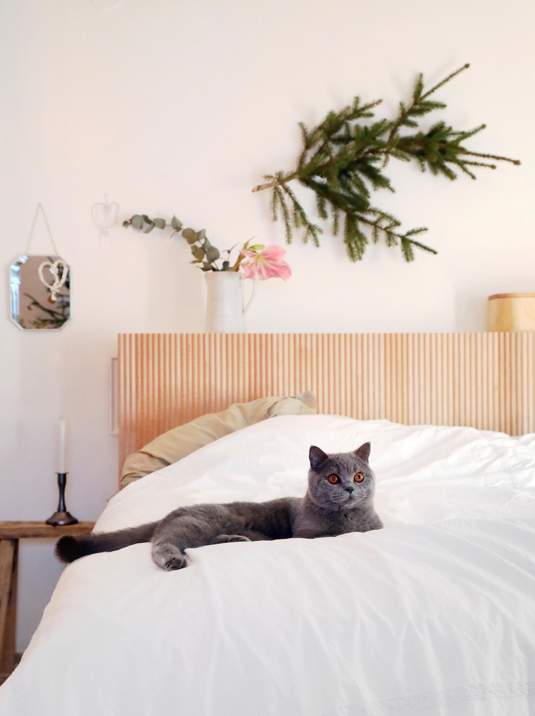 A gray cat on the bed