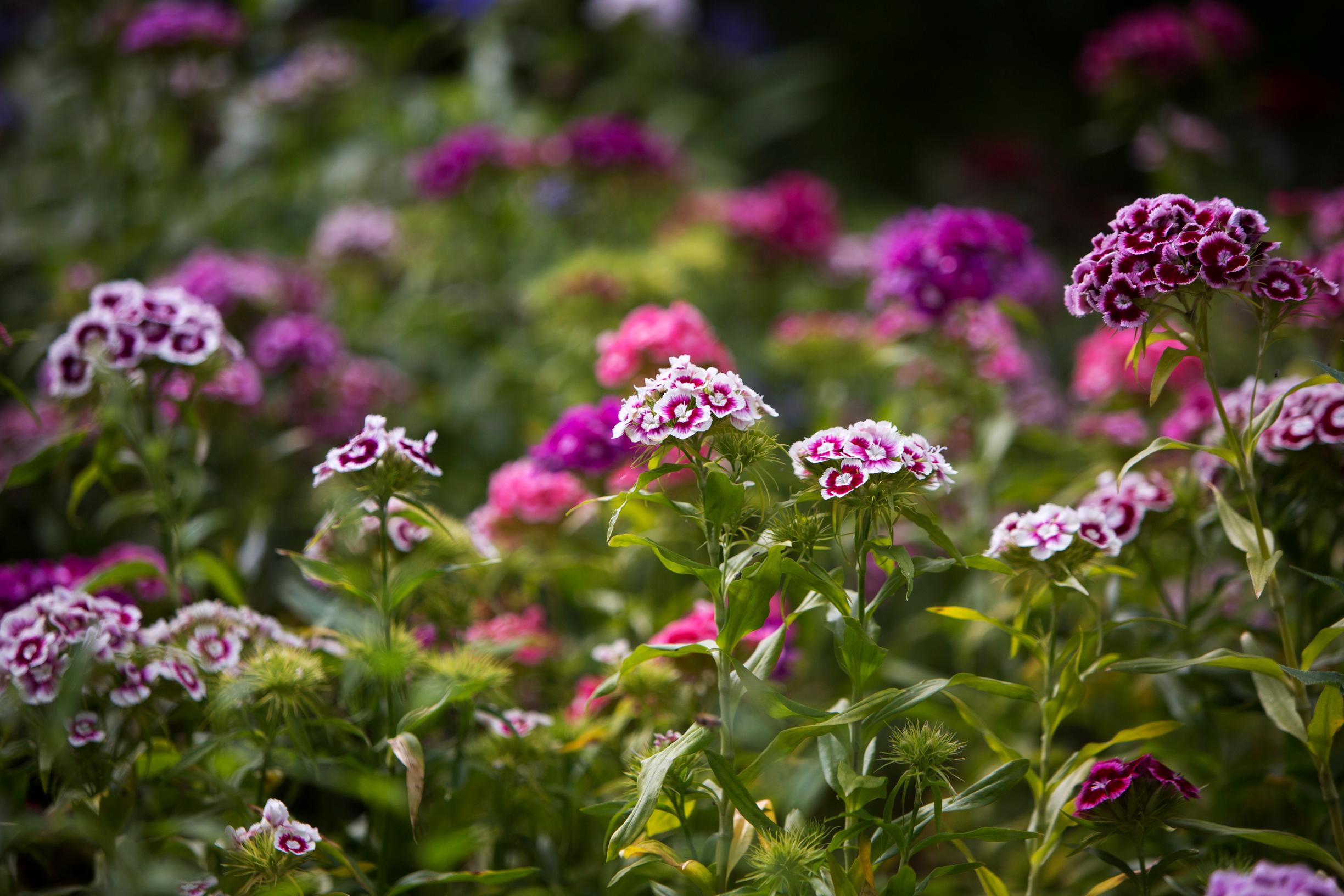 Carnation varieties: Sweet William