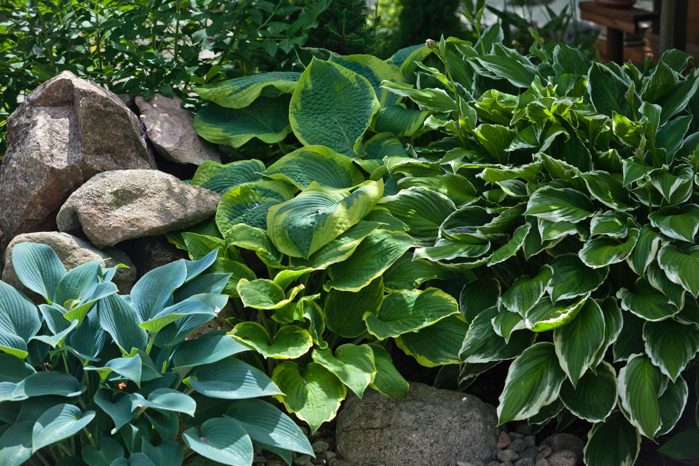 Hosta brings color and lushness to your garden—read our tips for growing and caring for it