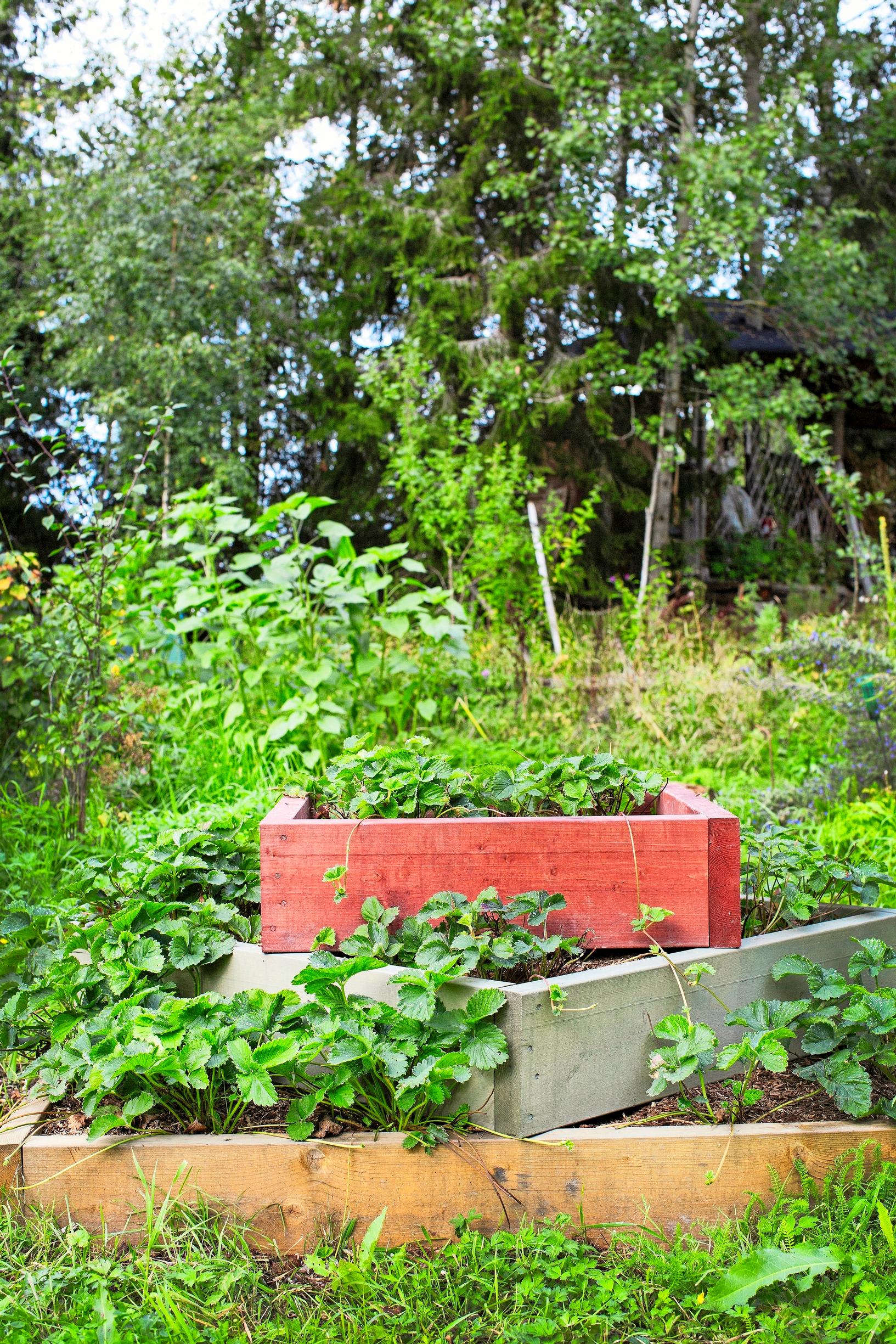 kitchen garden at the cottage: growing boxes