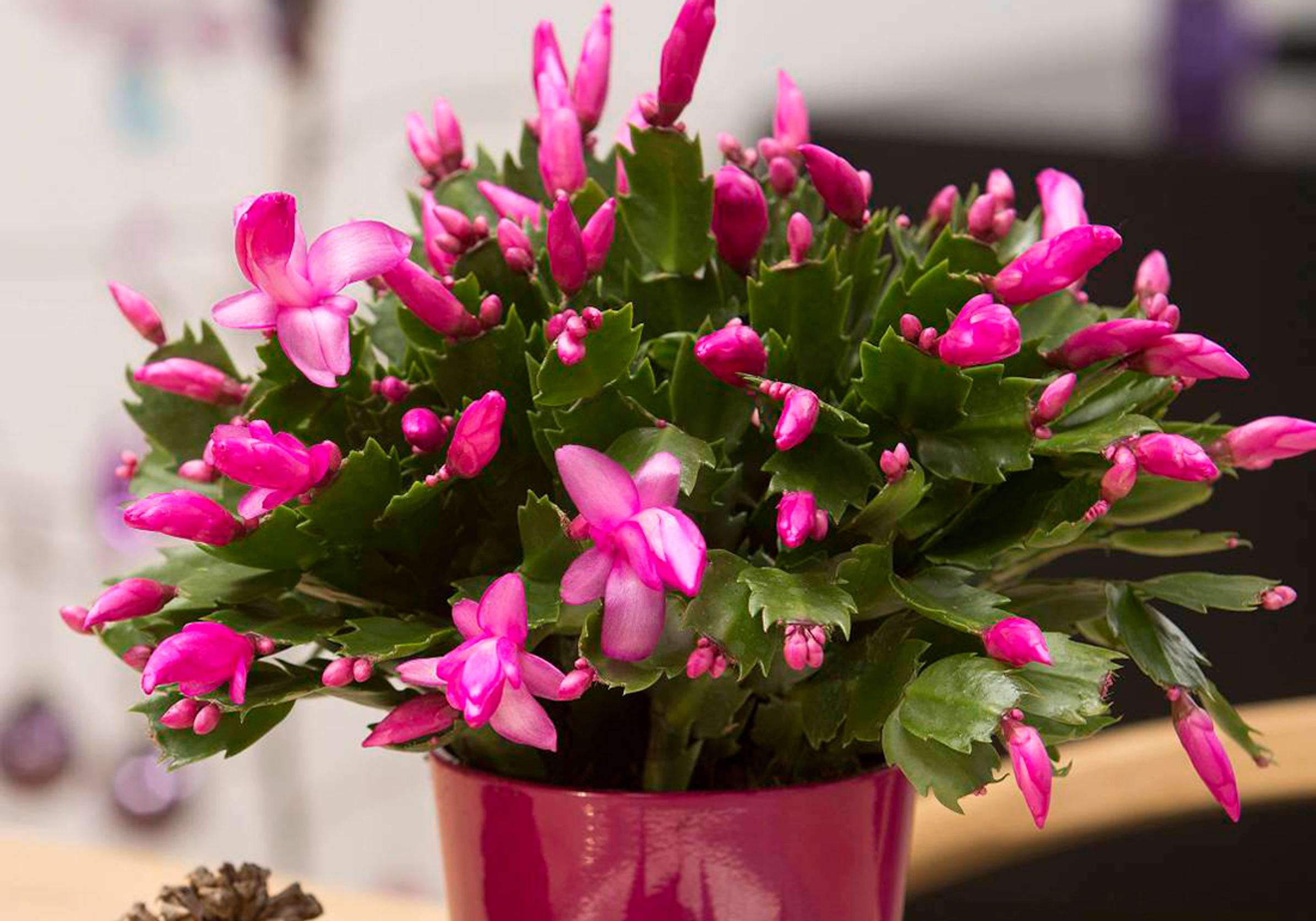 Pink Christmas cactus