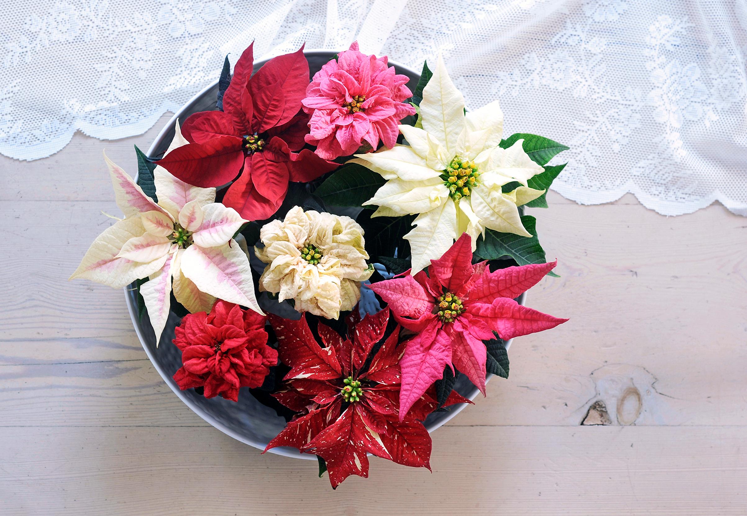 Poinsettia is a Christmas flower favorite: How to make it bloom for weeks