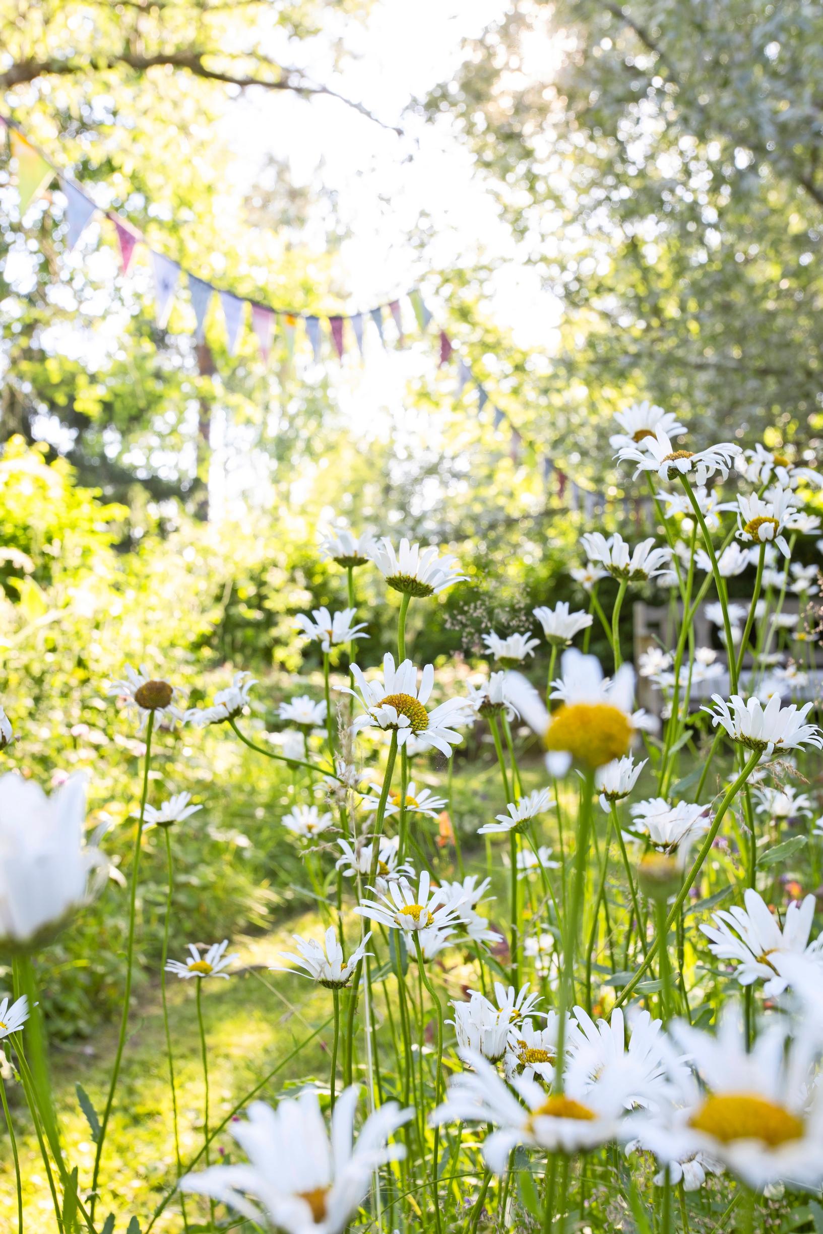 No-dig meadow