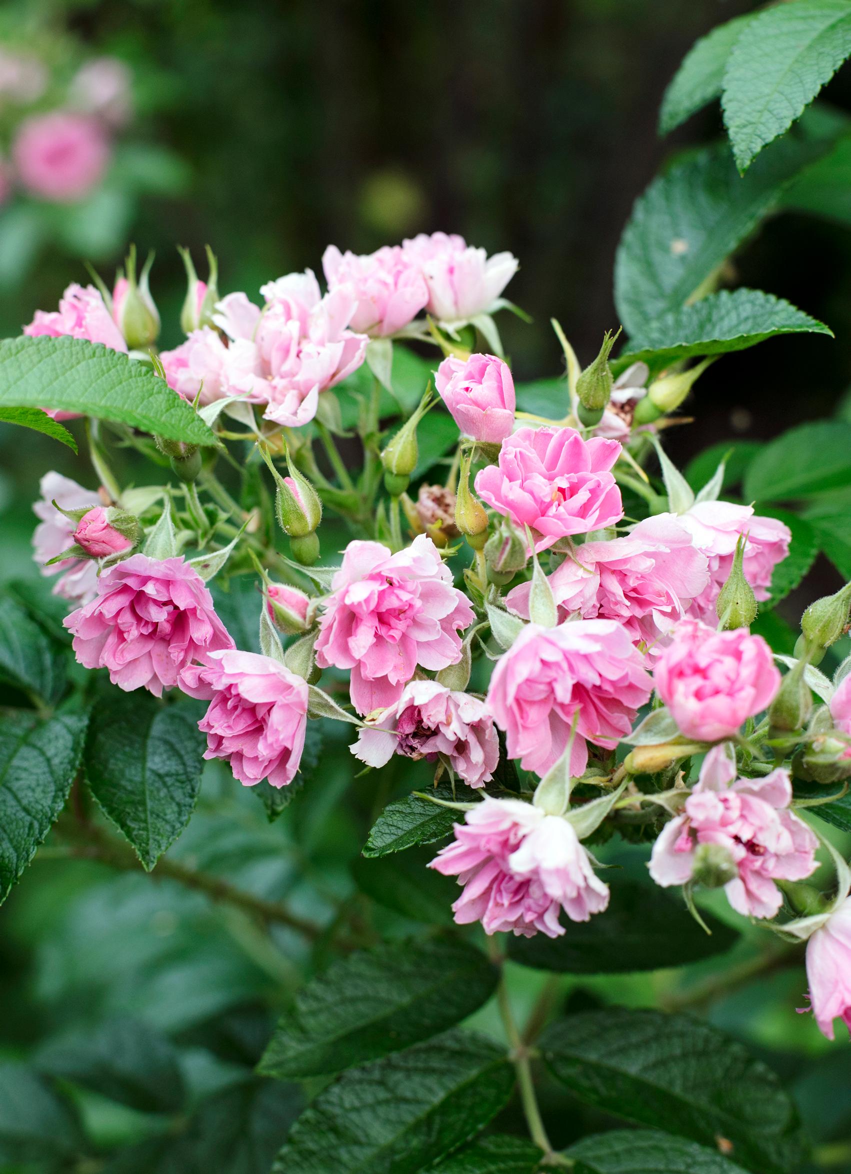Roses captivate with their fragrance and blooms—here are 16 spectacular varieties