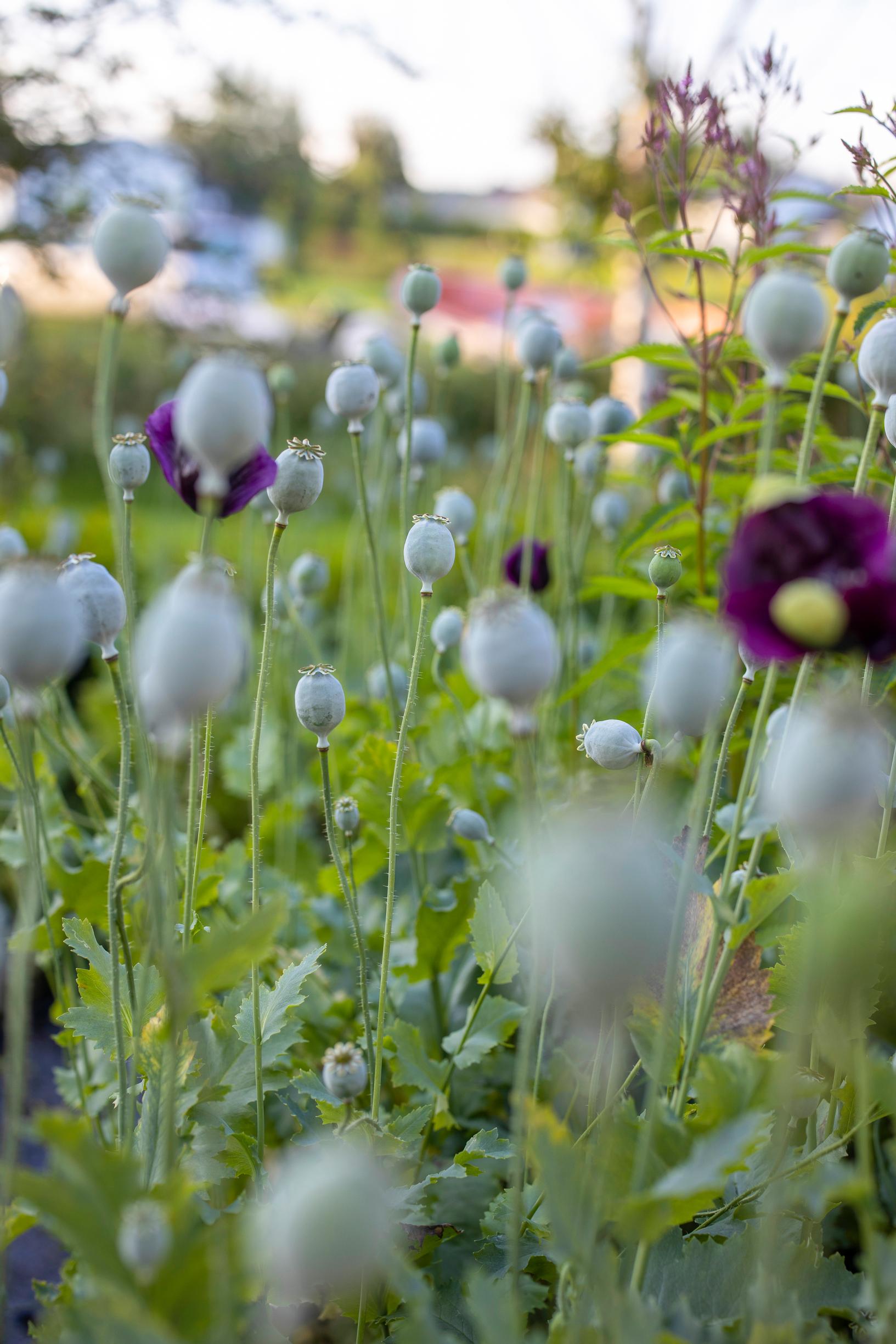 poppy seed pods