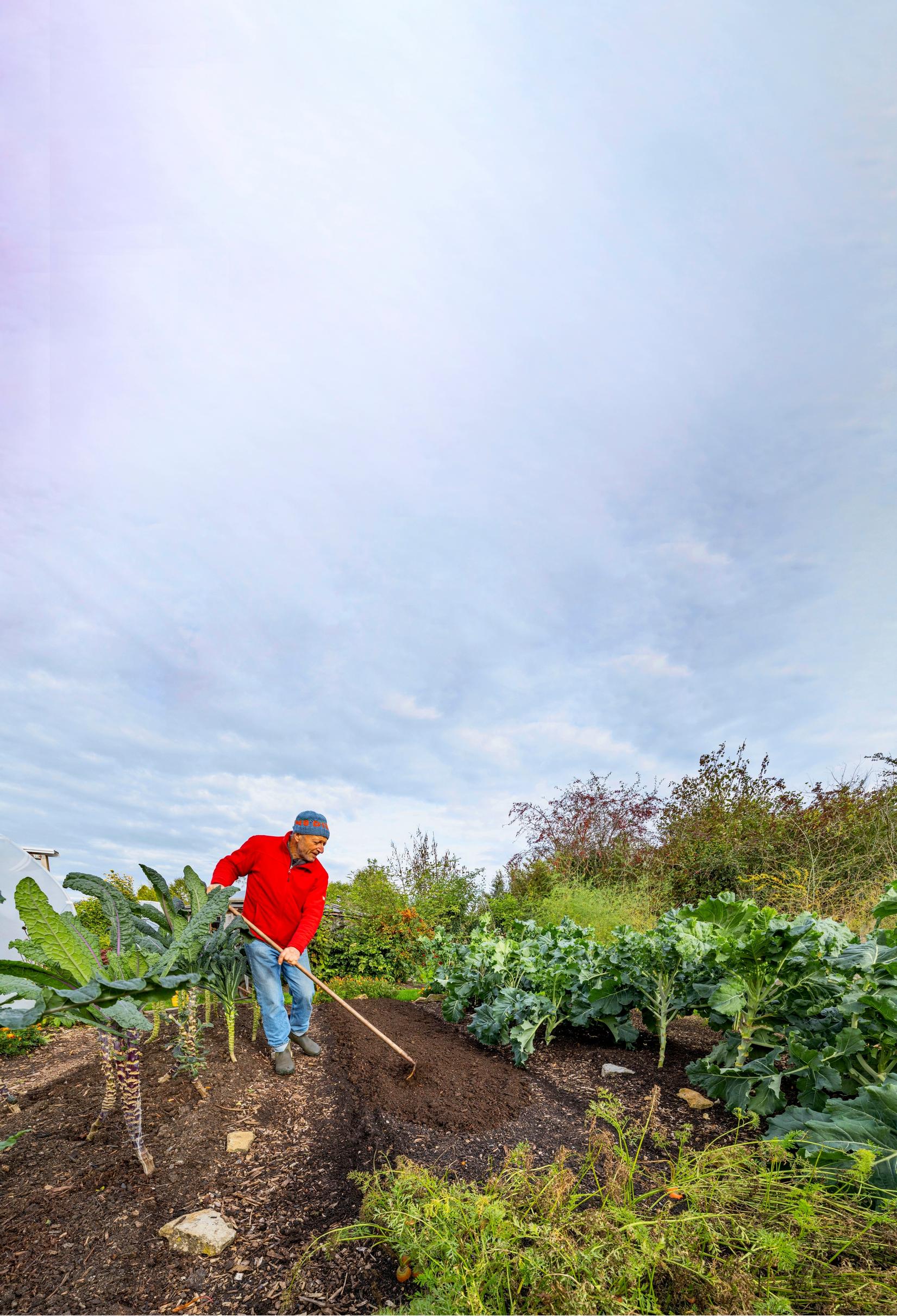 No-dig gardening: Charles spreads new compost as mulch on the emptied bed