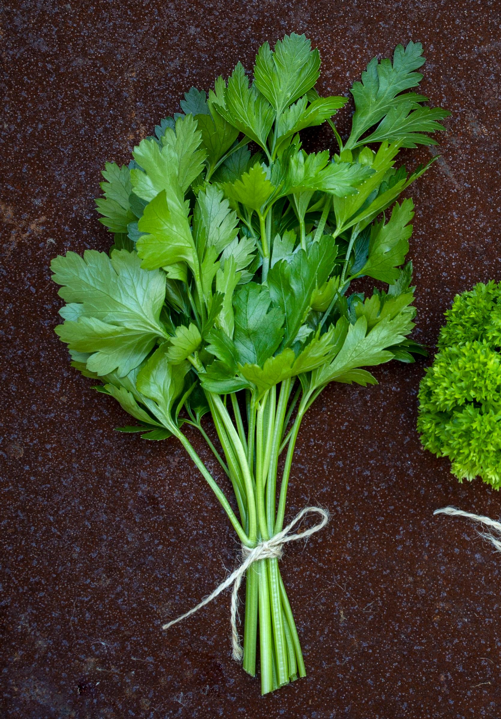 A small bunch of coriander leaves
