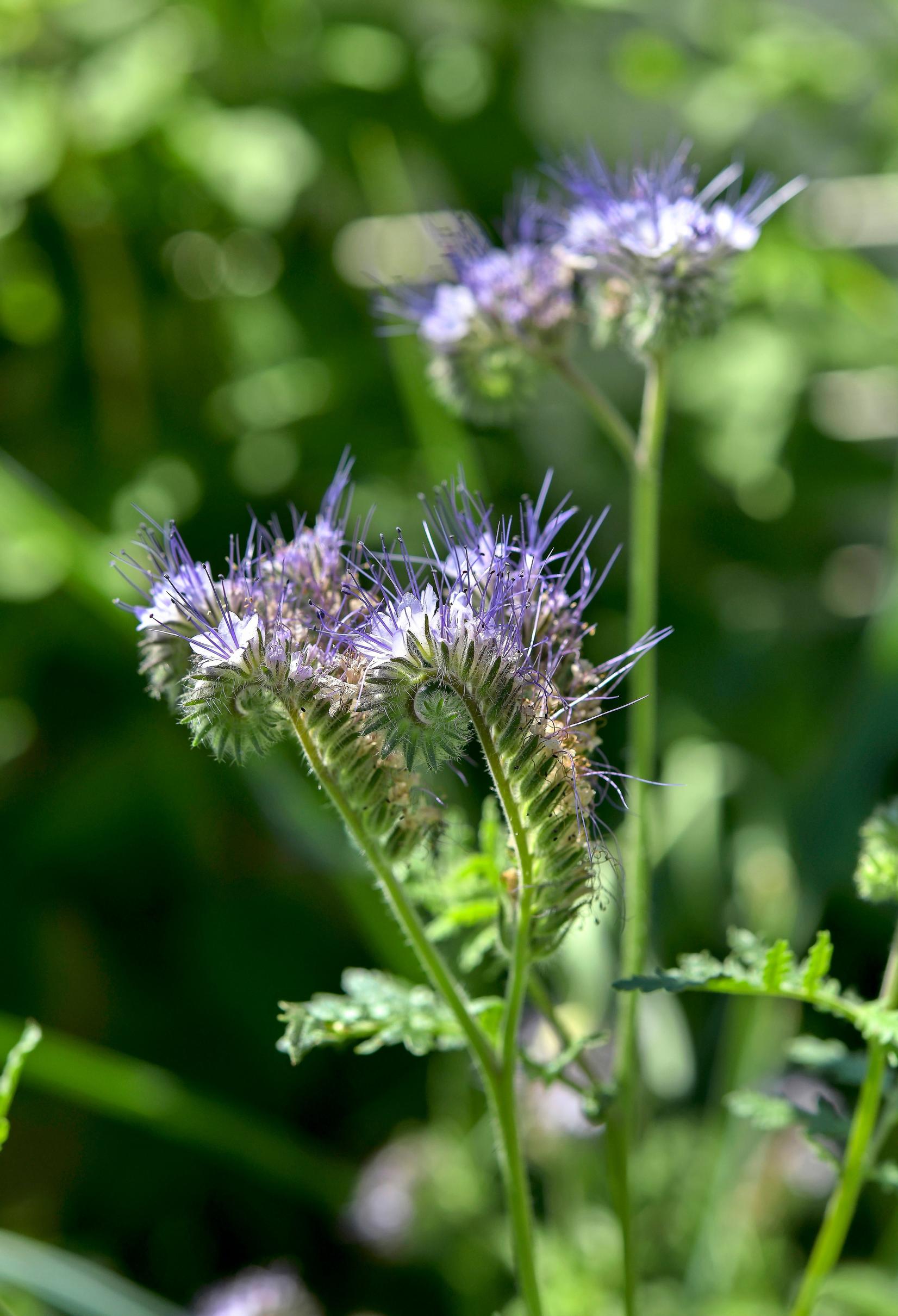 Phacelia