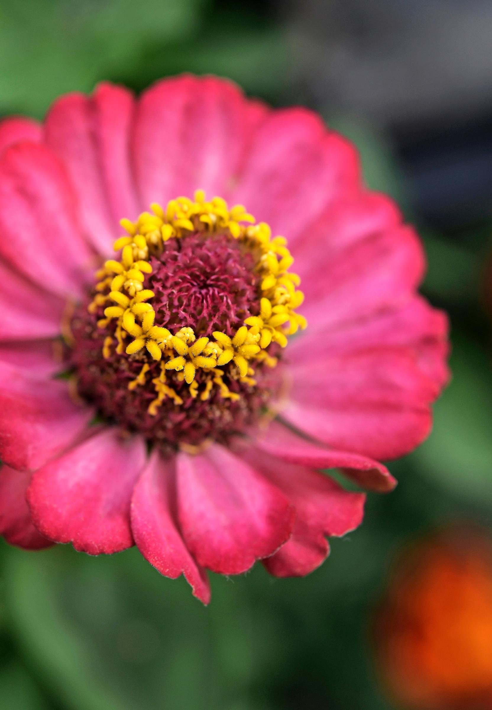 Semi-double-flowered zinnia.