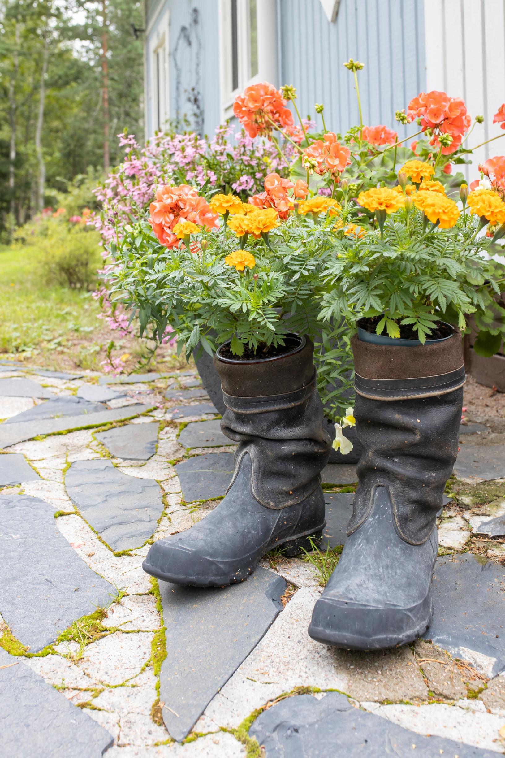 Marigolds in old boots