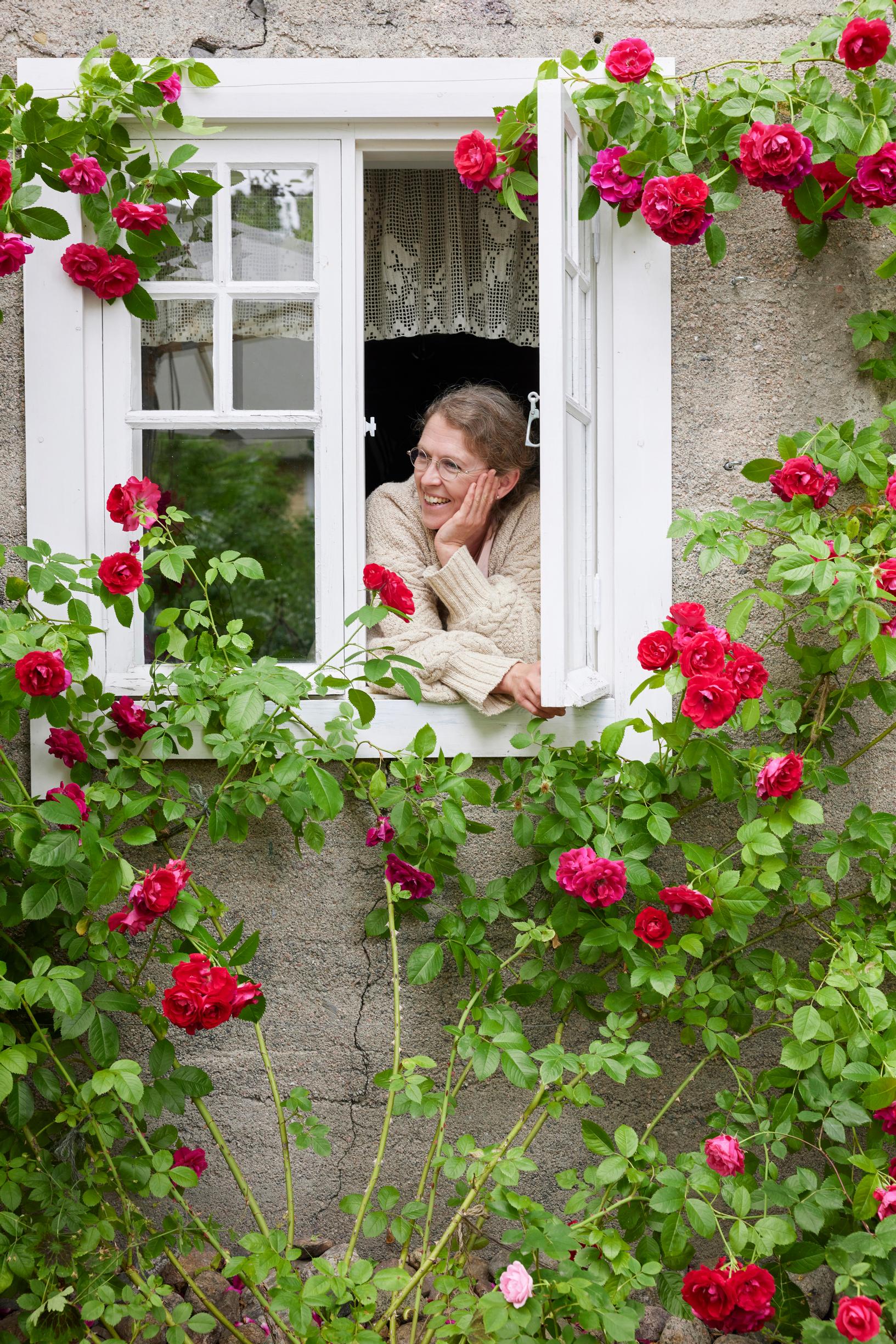 ‘Flammentanz’ climbing rose blooms beautifully against the house’s south wall.