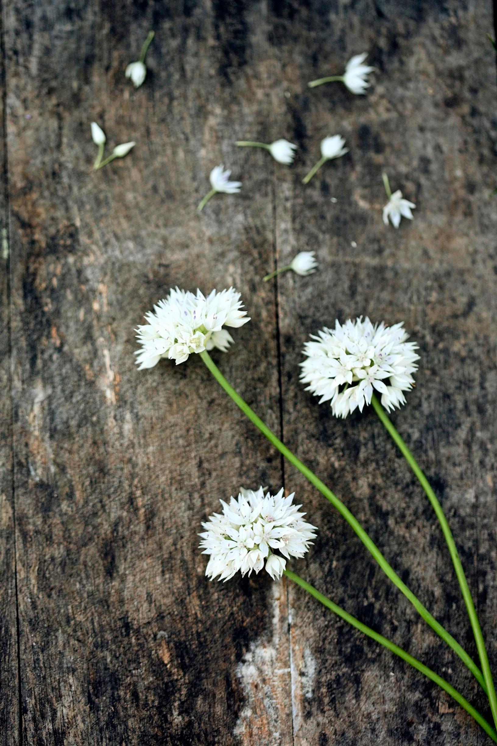 How to grow alliums