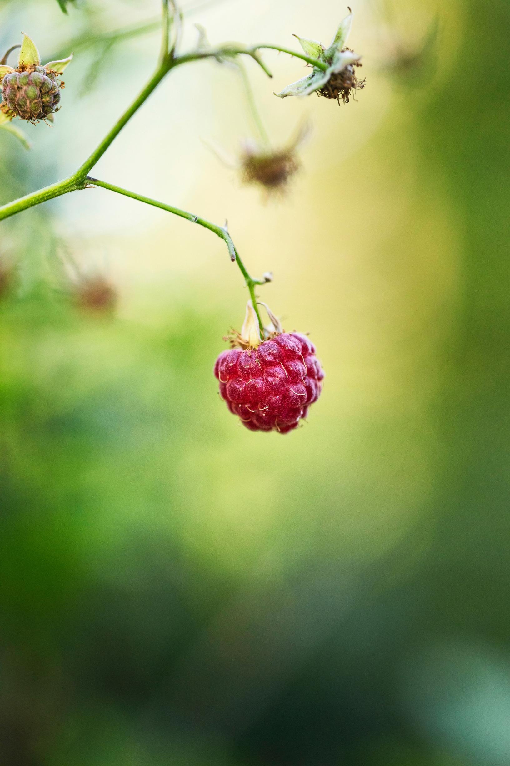 A close-up of raspberry