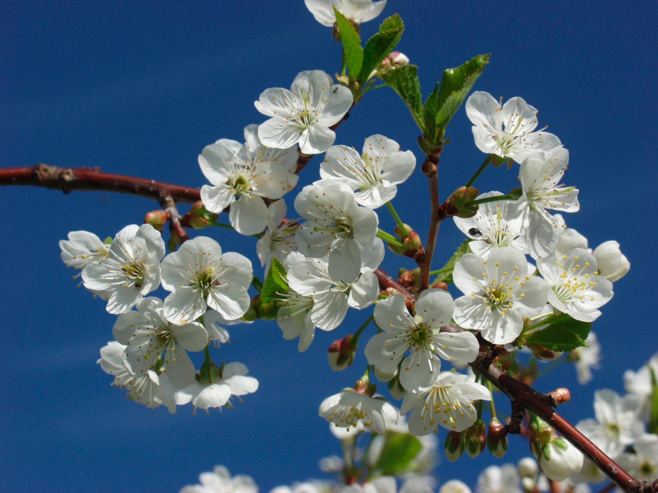 List of cherry tree varieties