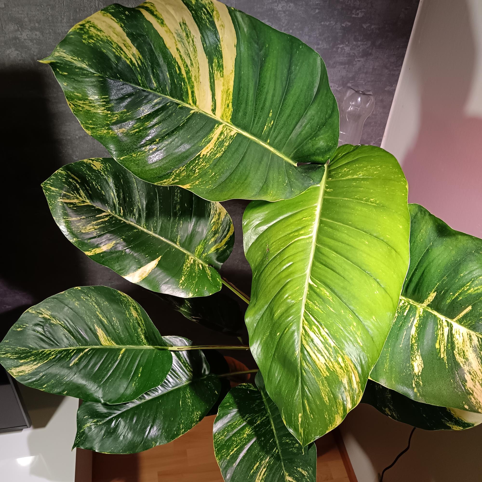 large-leaved golden pothos
