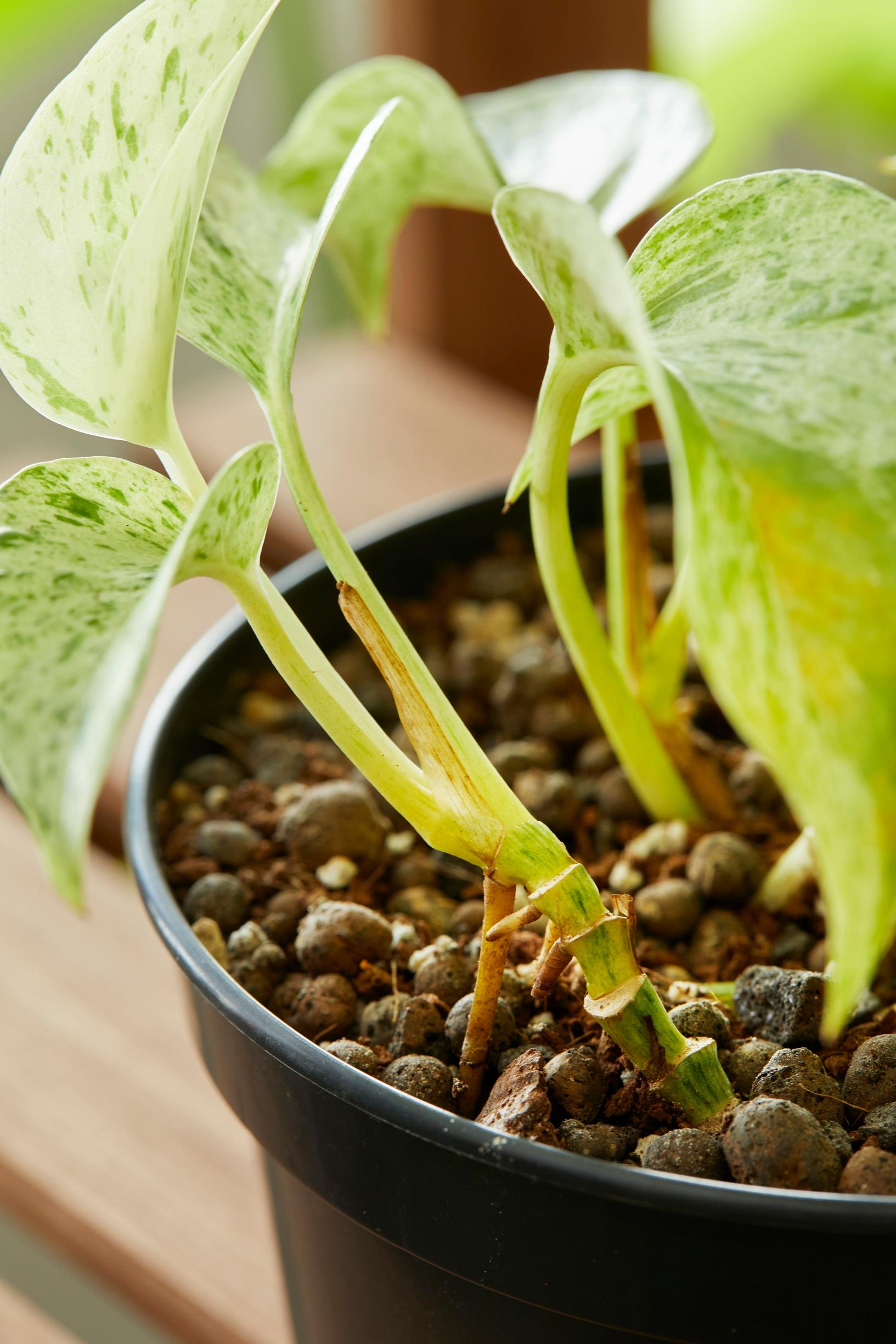 Golden pothos thrive in a substrate with coconut fiber and expanded clay.