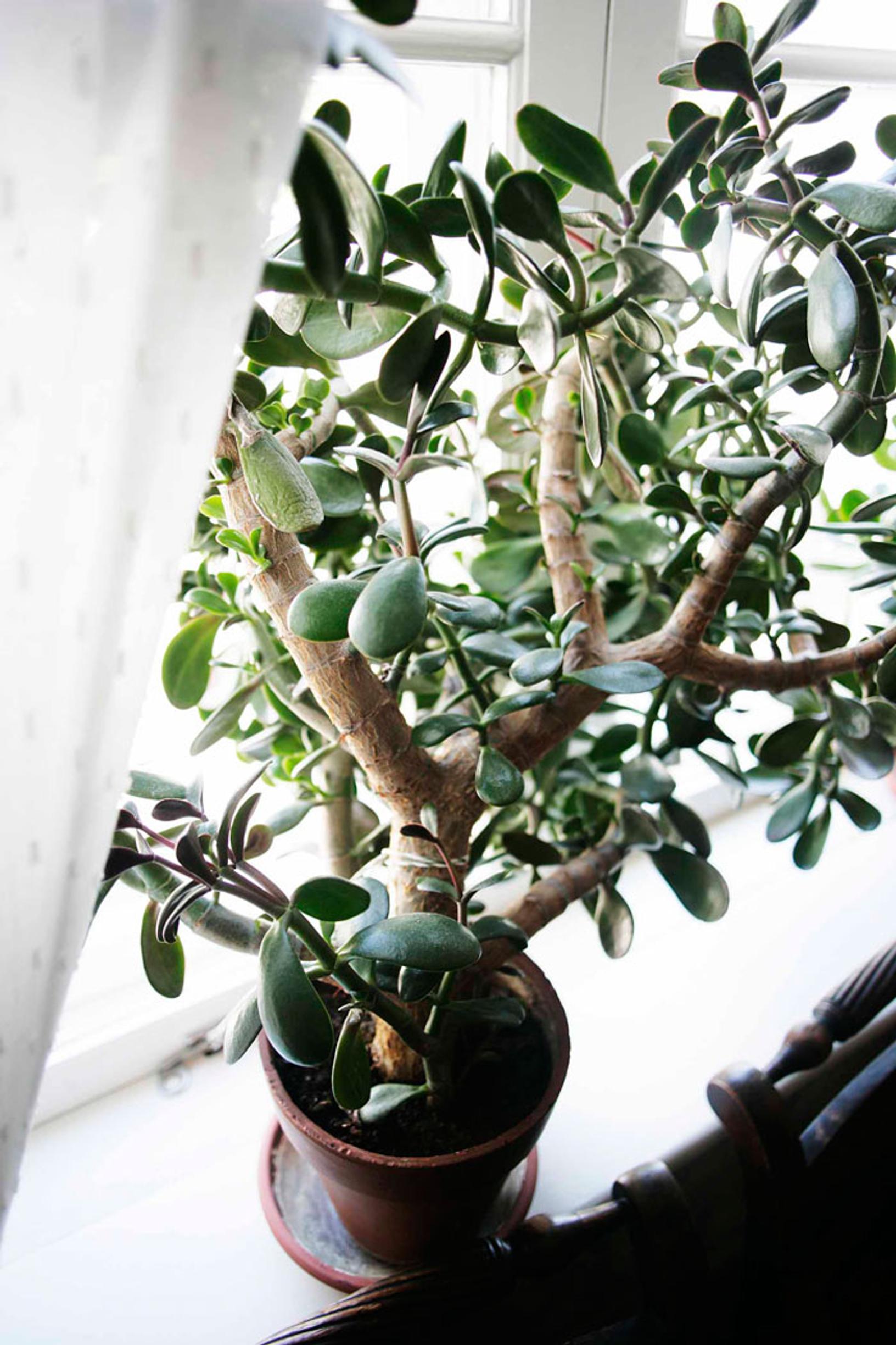 Low-maintenance houseplants: jade plant