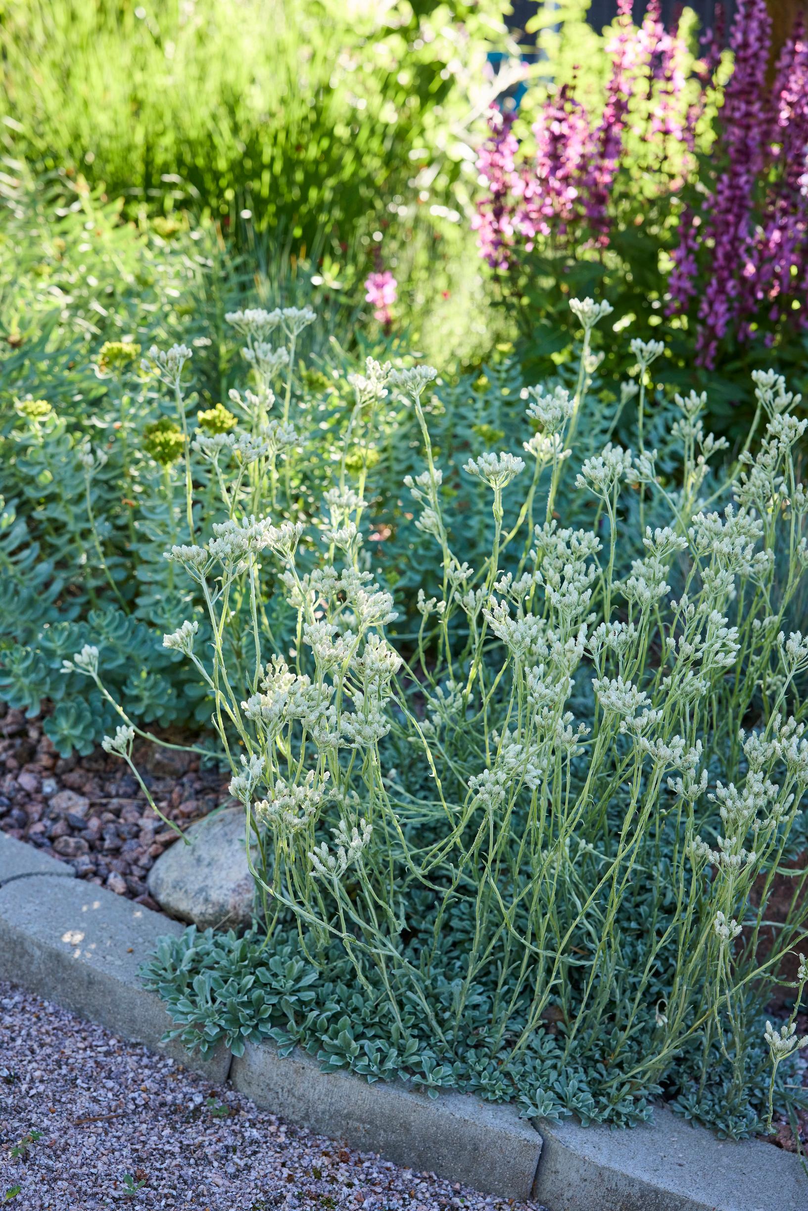 Cat's ear