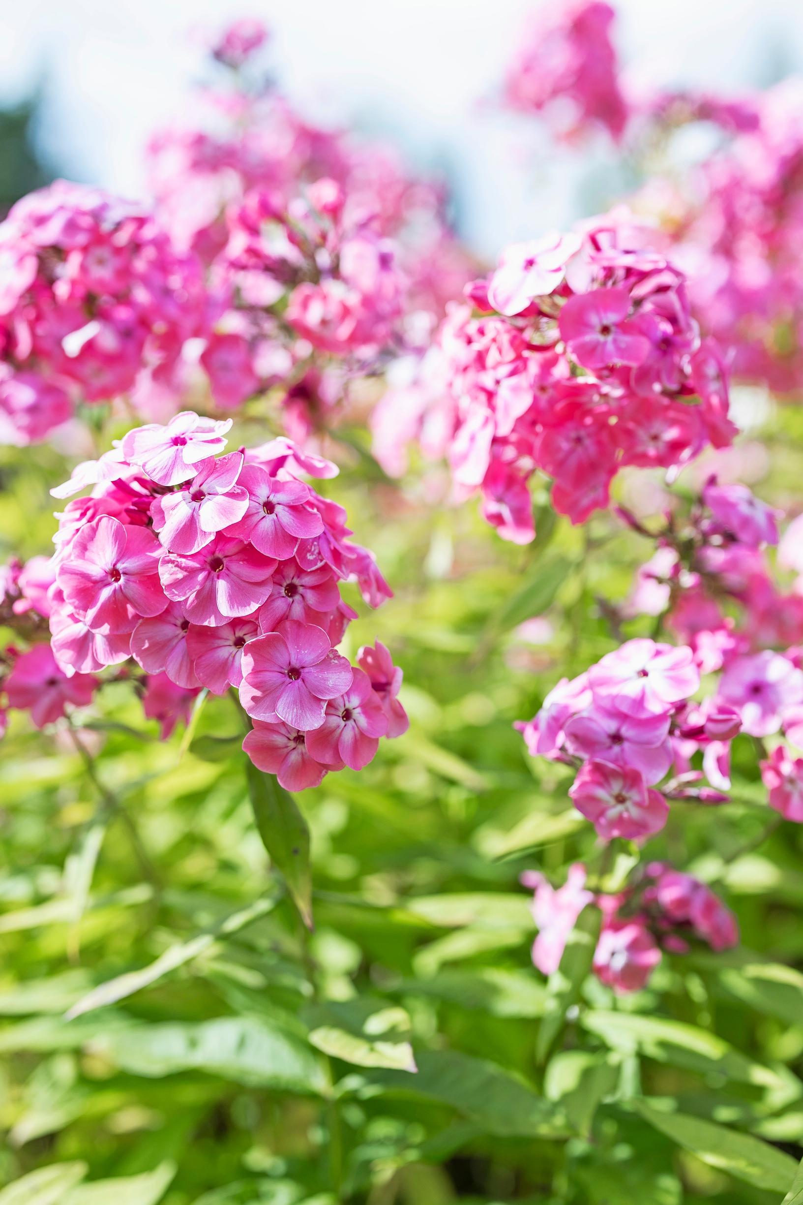 A 100-year-old veteran’s garden