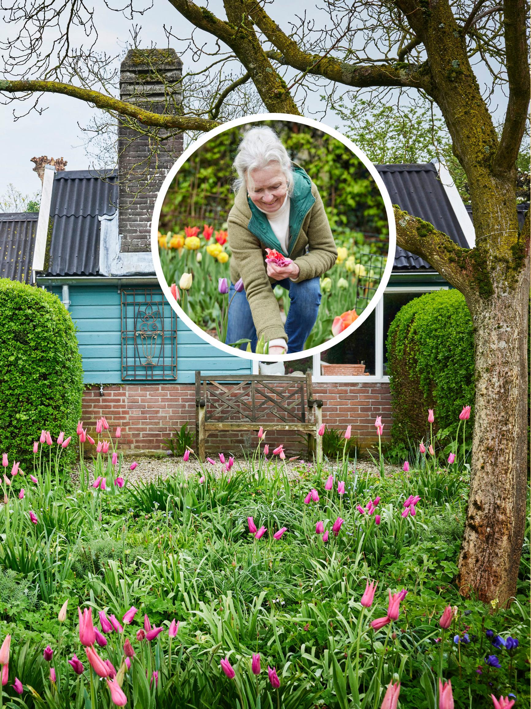 The natural way to grow tulips—insider tips from garden designer Jacqueline van der Kloet