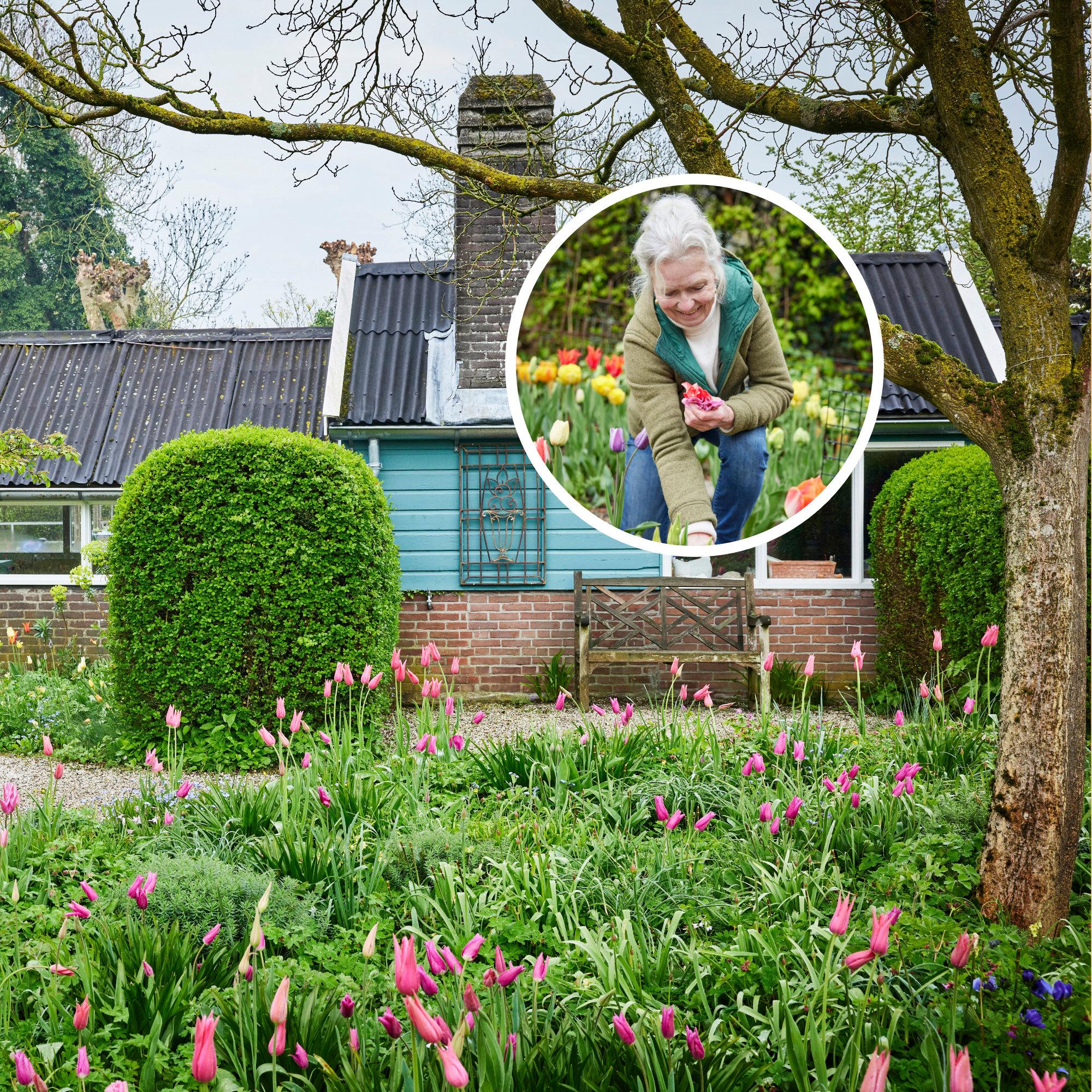 The natural way to grow tulips—insider tips from garden designer Jacqueline van der Kloet