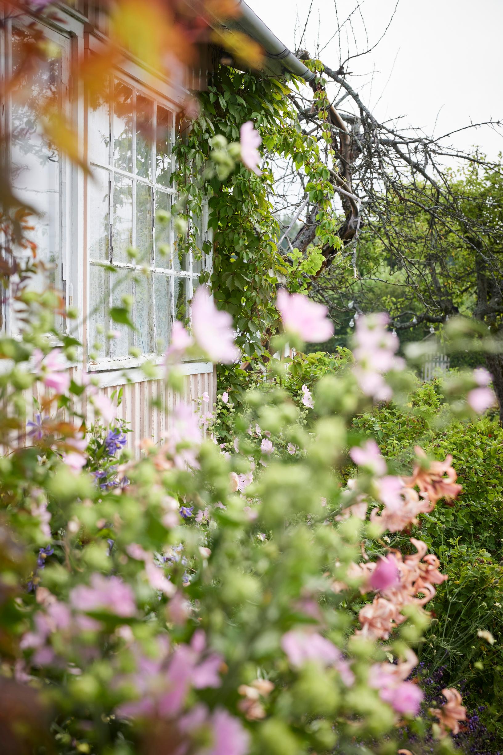 flowers in front of the allotment garden cottage