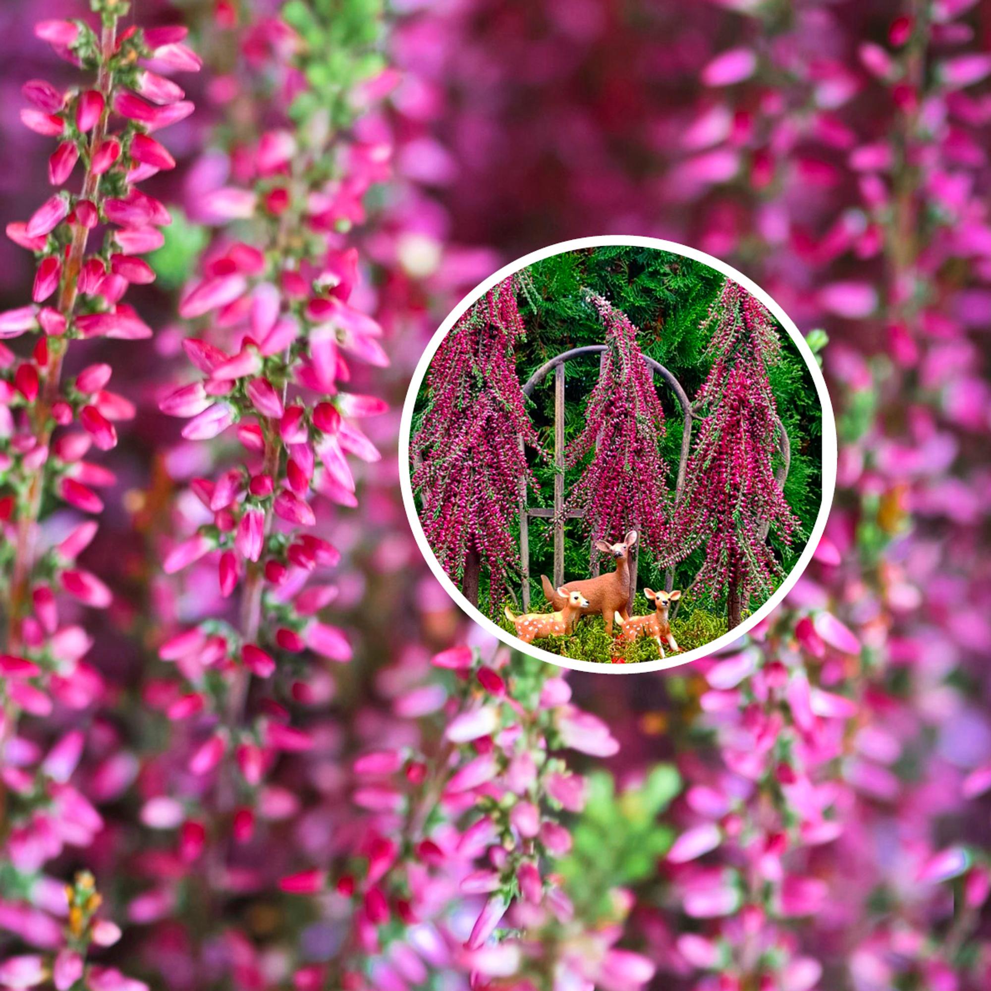 Spruces from heather?! Satu created these clever heather-spruces from just one pot of calluna—here’s how you can do it too!