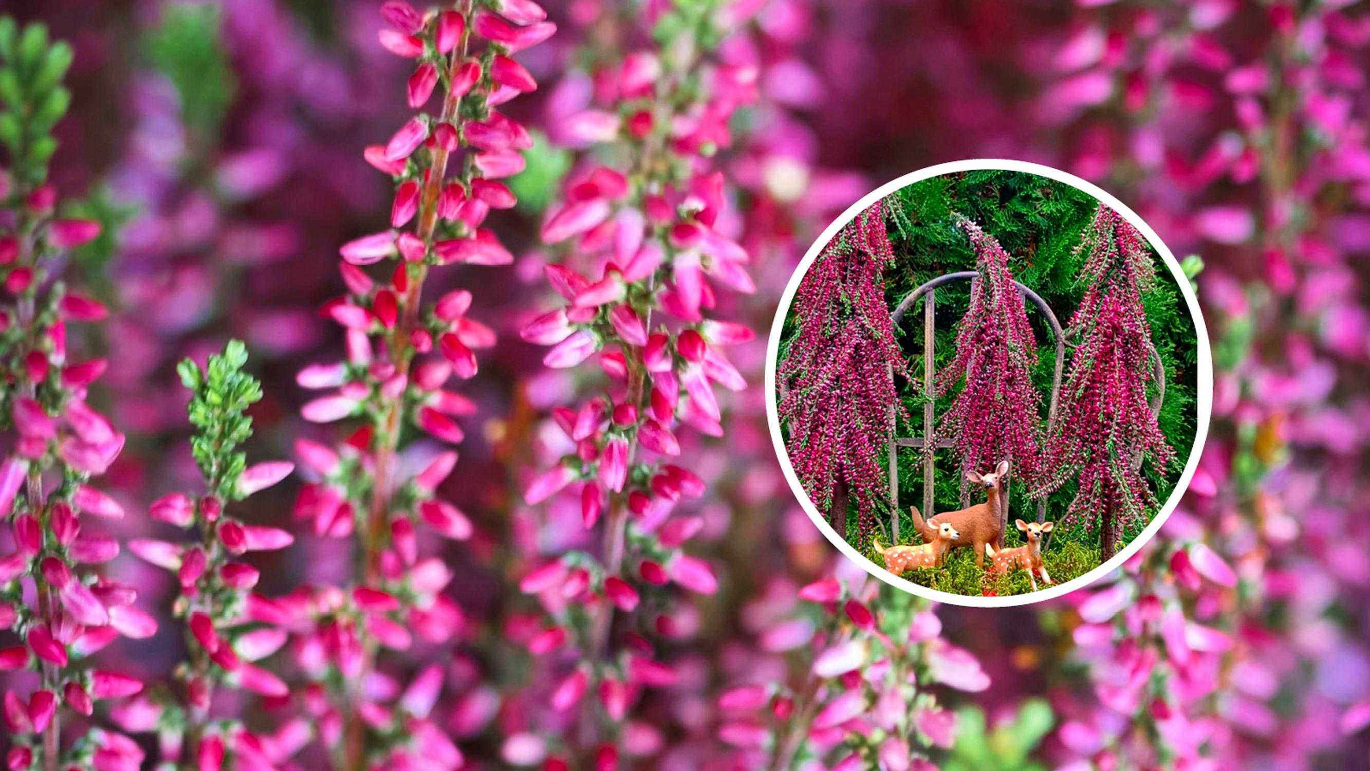 Spruces from heather?! Satu created these clever heather-spruces from just one pot of calluna—here’s how you can do it too!
