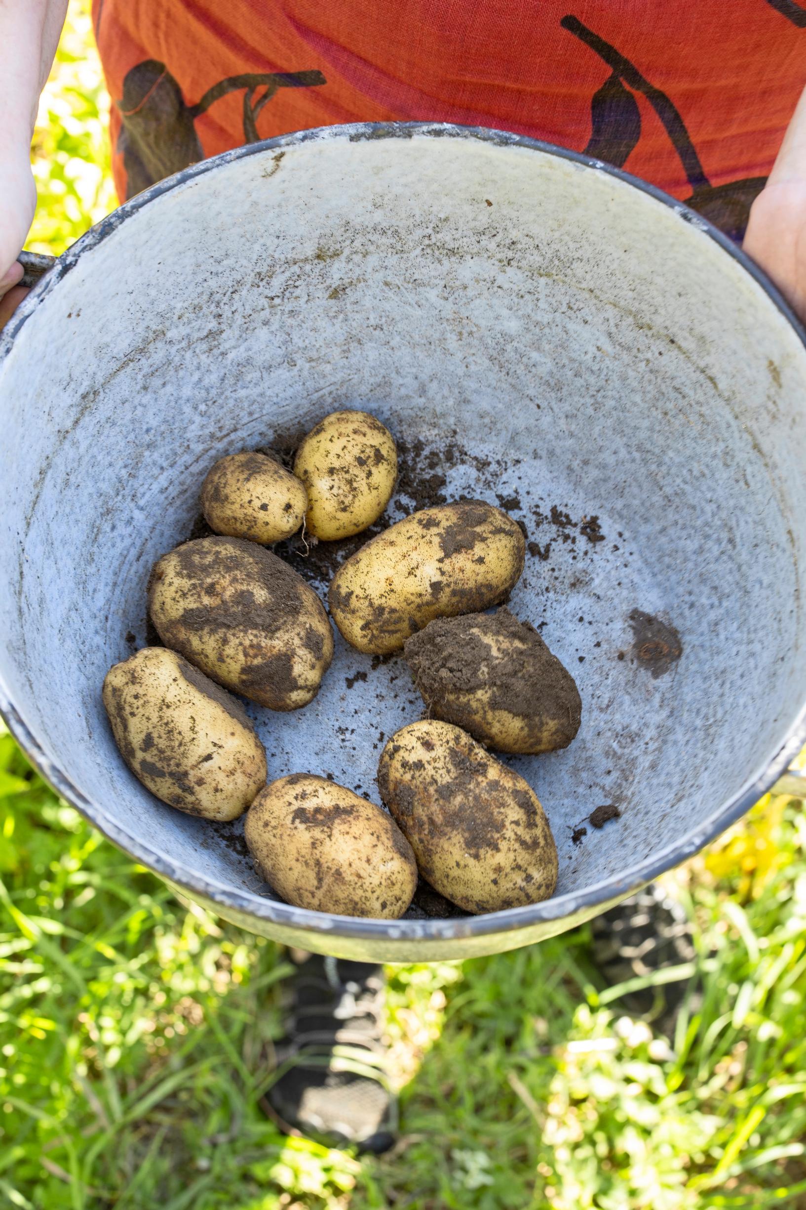 Potato harvest