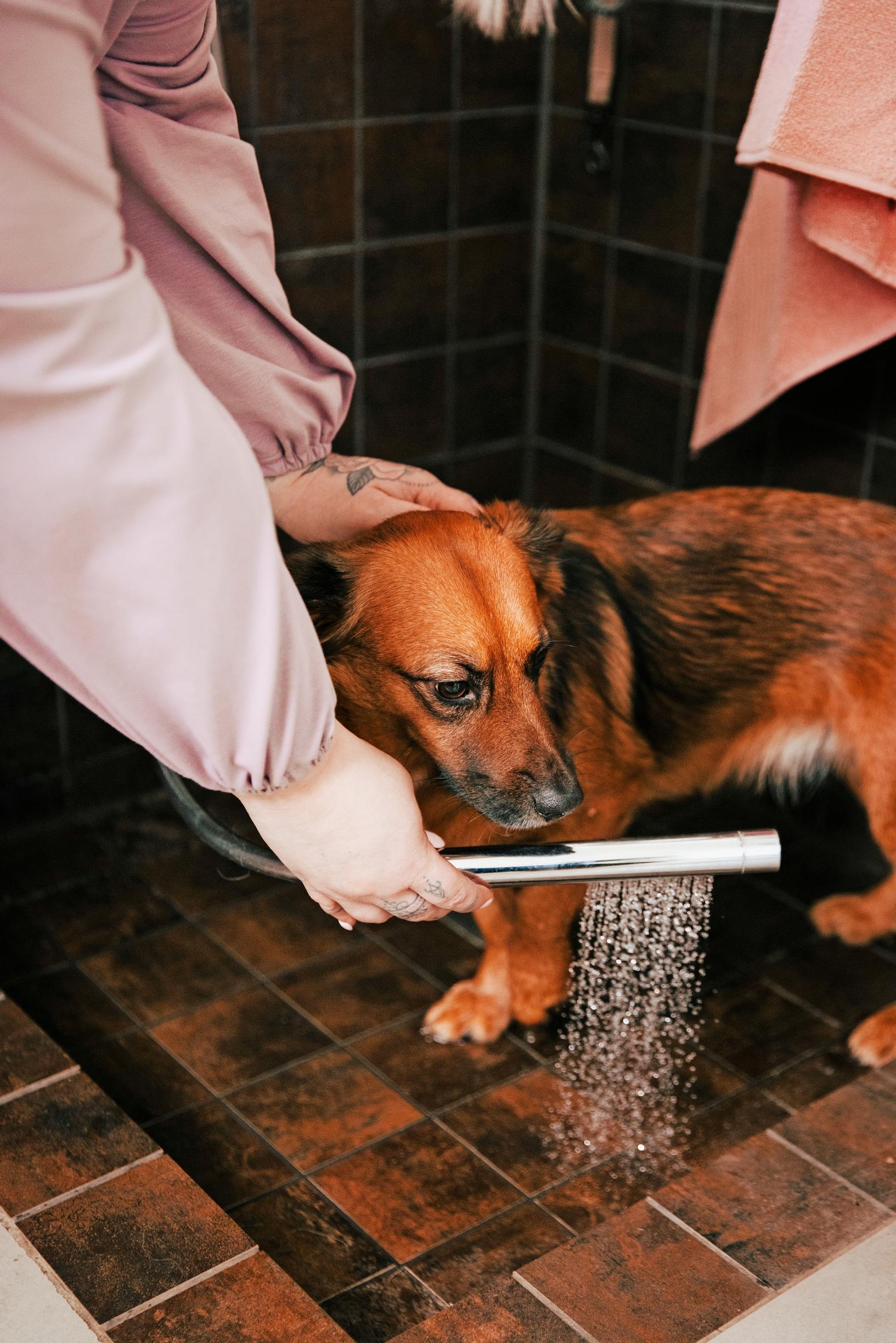 a hand holding a shower spraying a dog