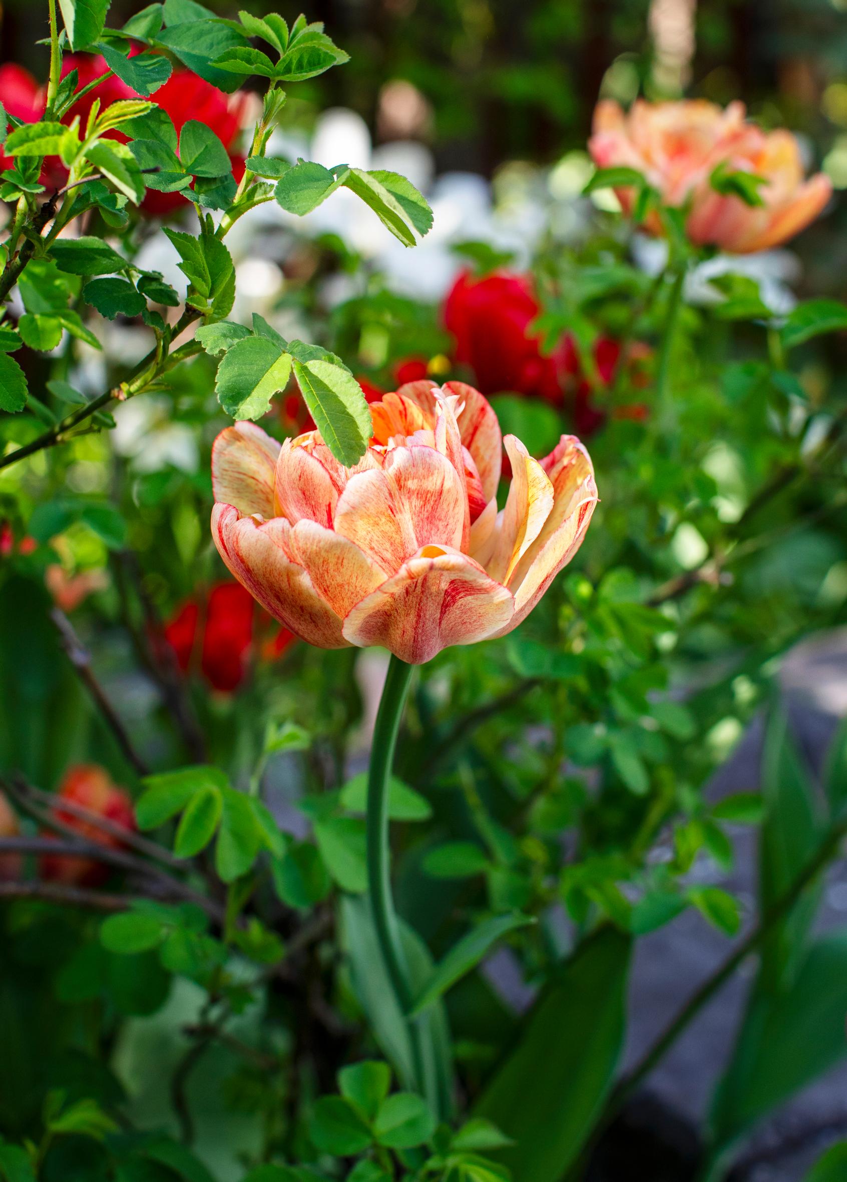 ‘Gudoshnik Double’ tulip variety.
