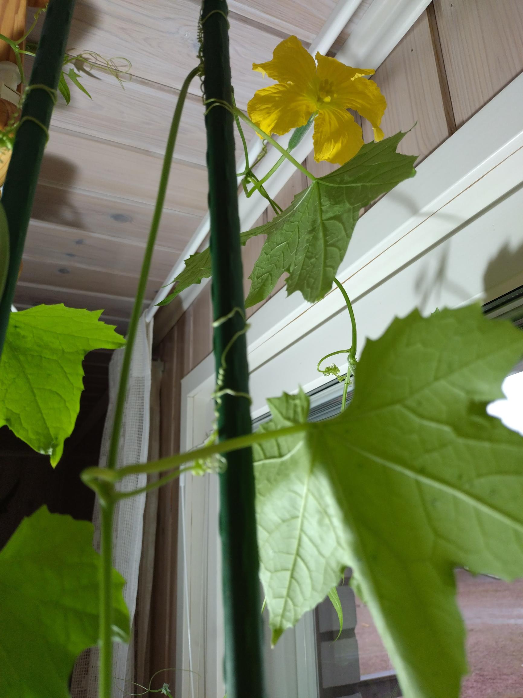 Loofah gourd or luffa