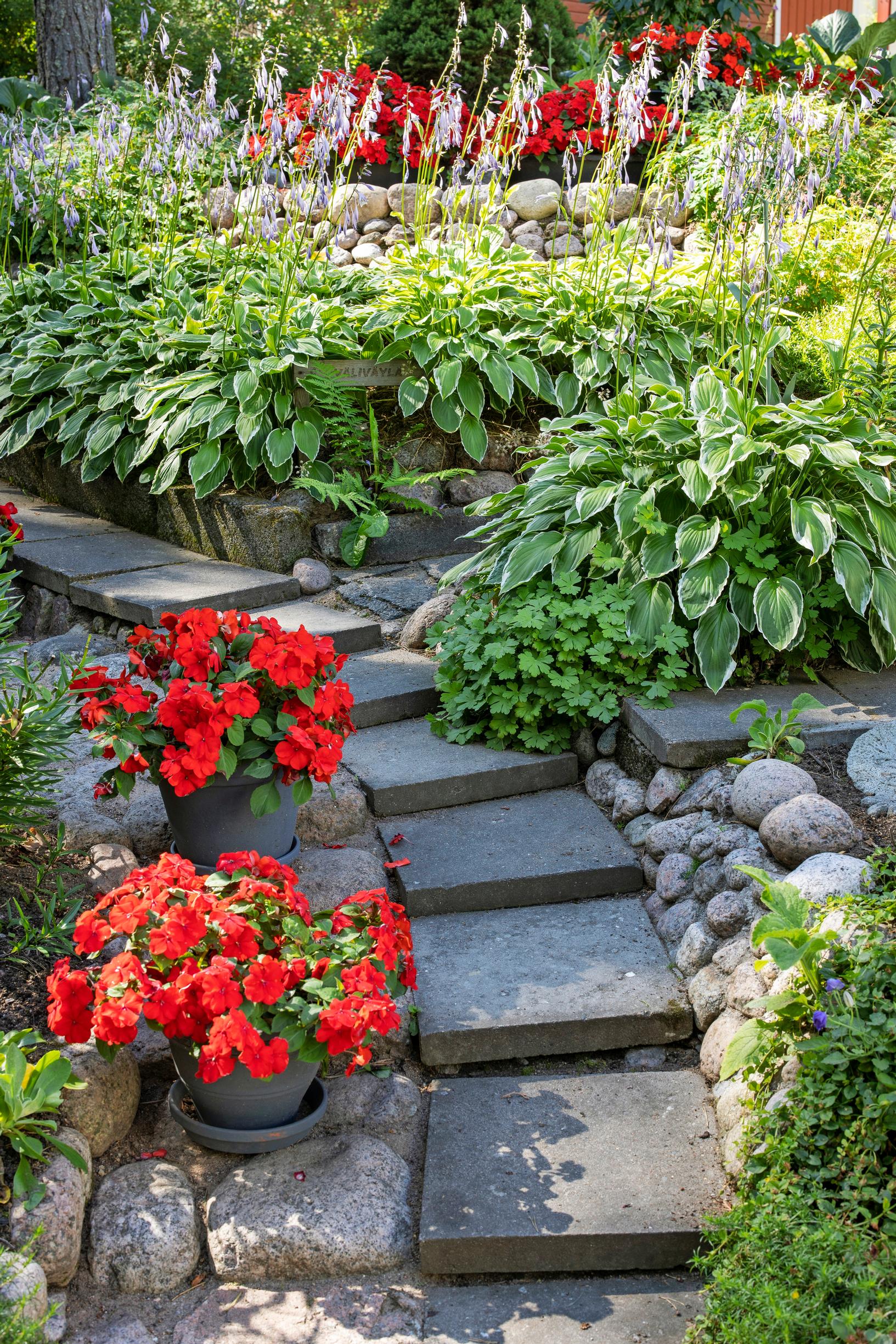 Red impatiens in the apartment building’s garden
