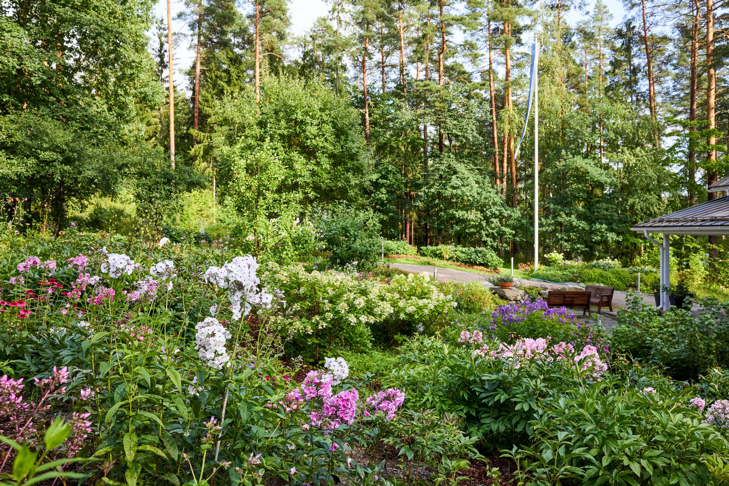 phlox garden