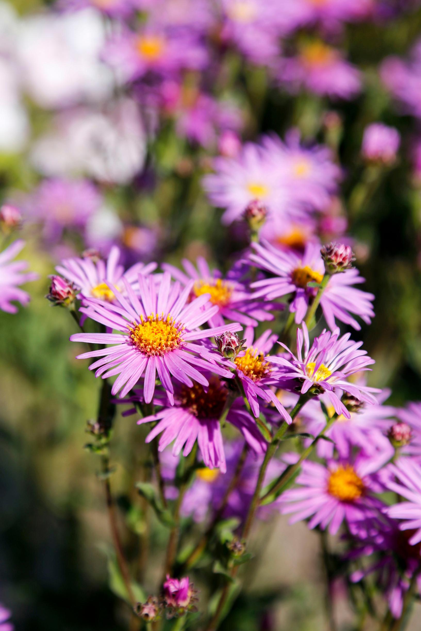Italian aster