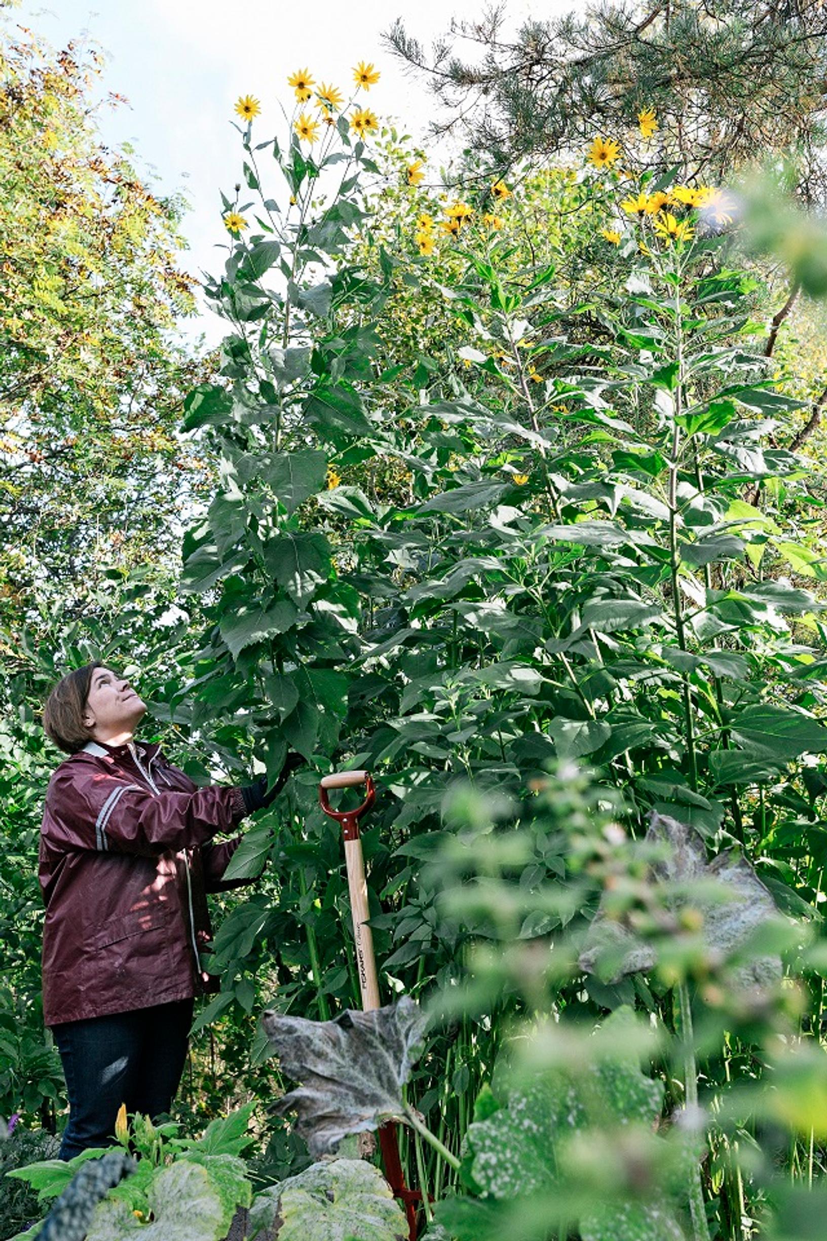 A massive jerusalem artichoke stand
