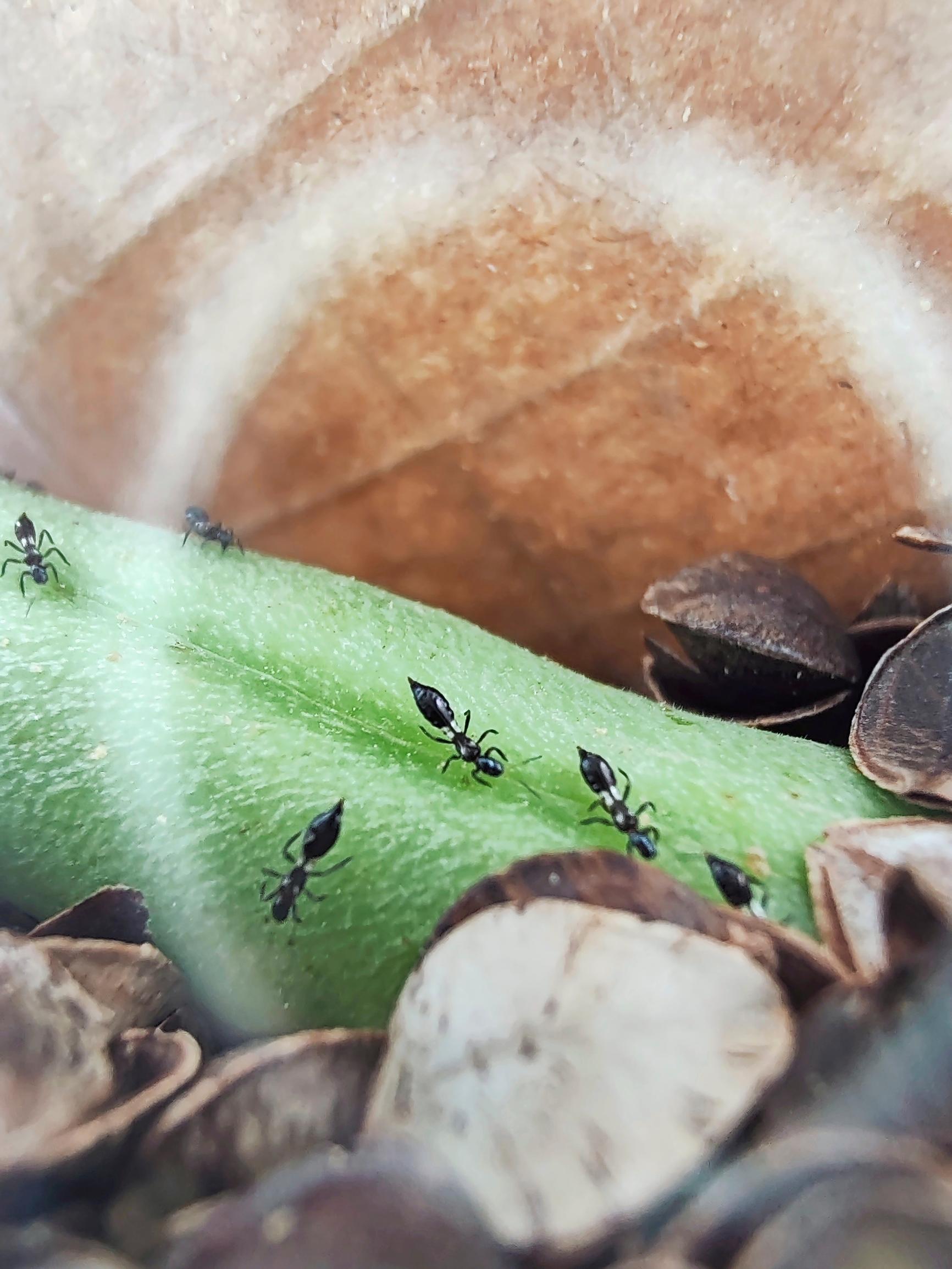 Biological pest control and houseplants