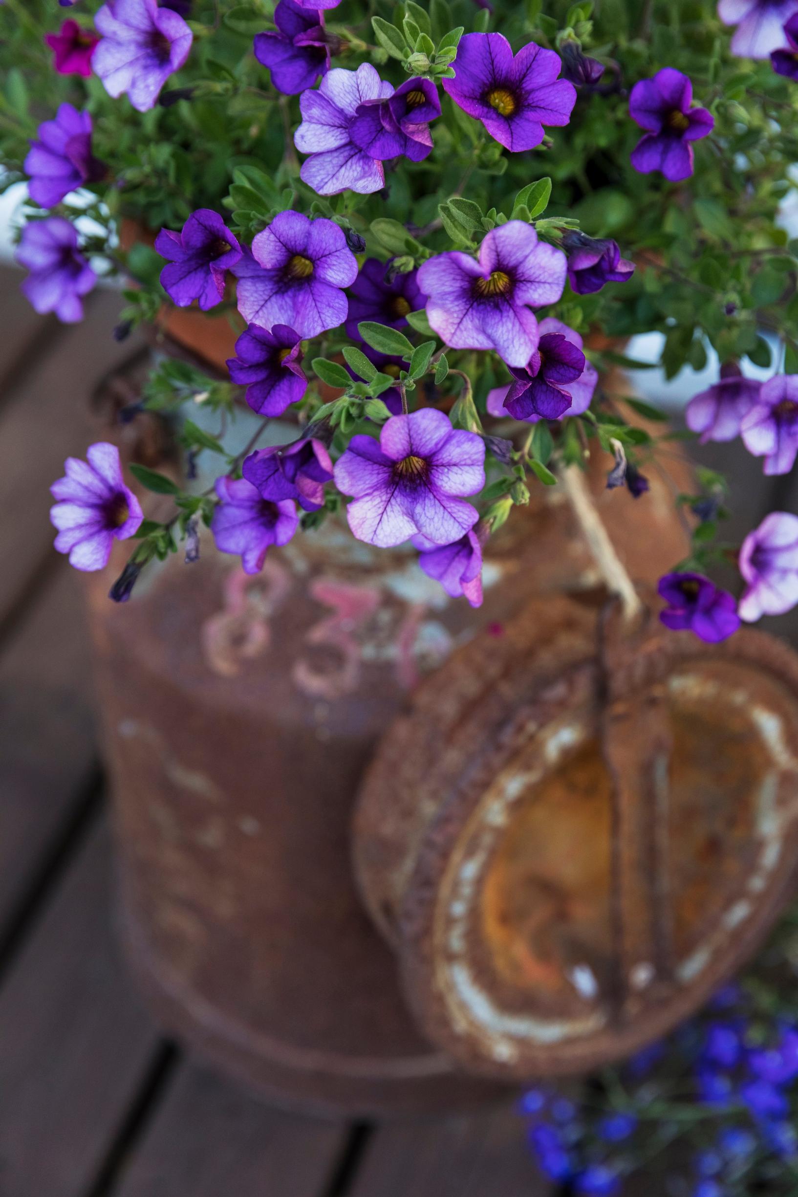 A rusty milk can with purple petunias planted in it