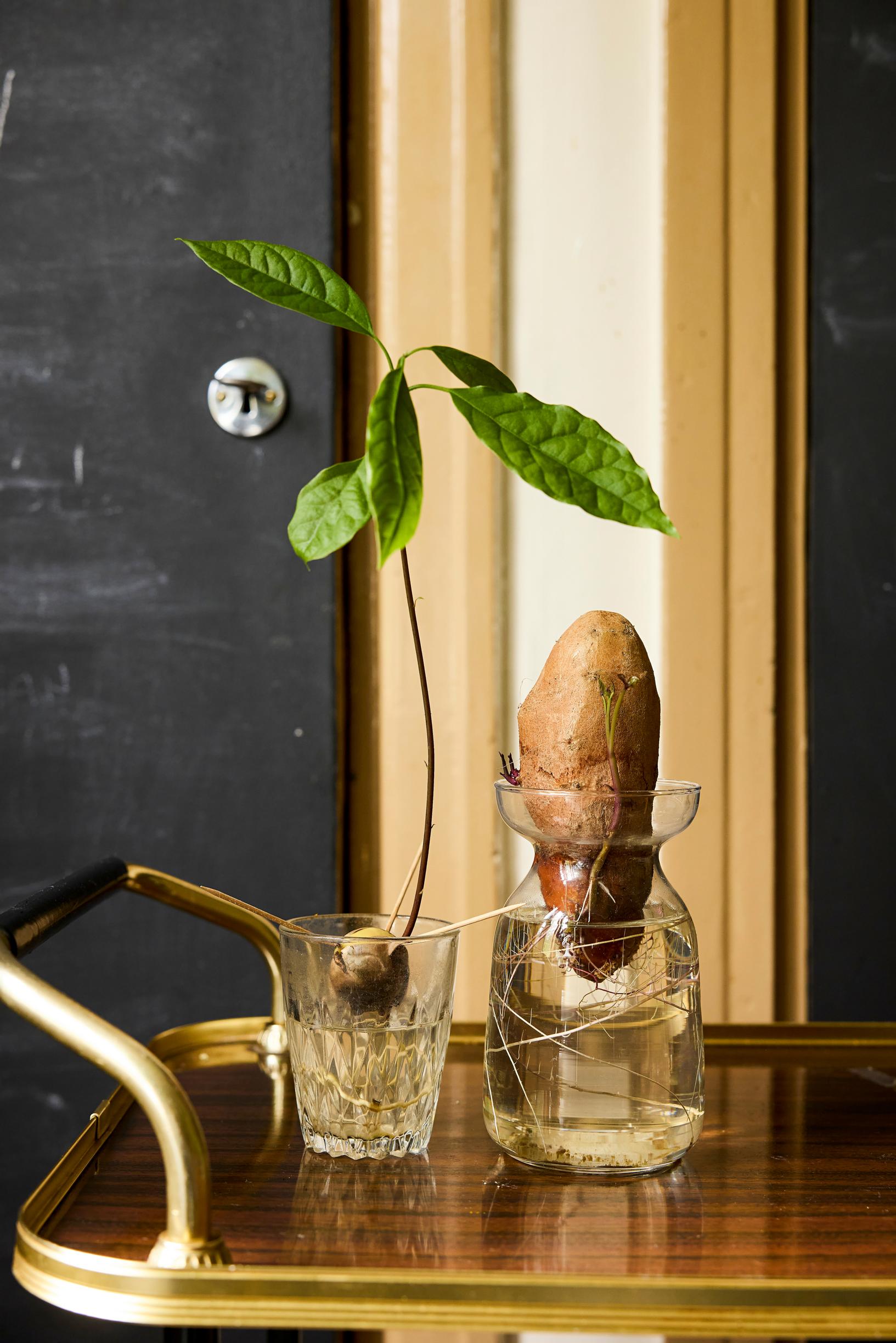 Avocado and sweet potato root in water.