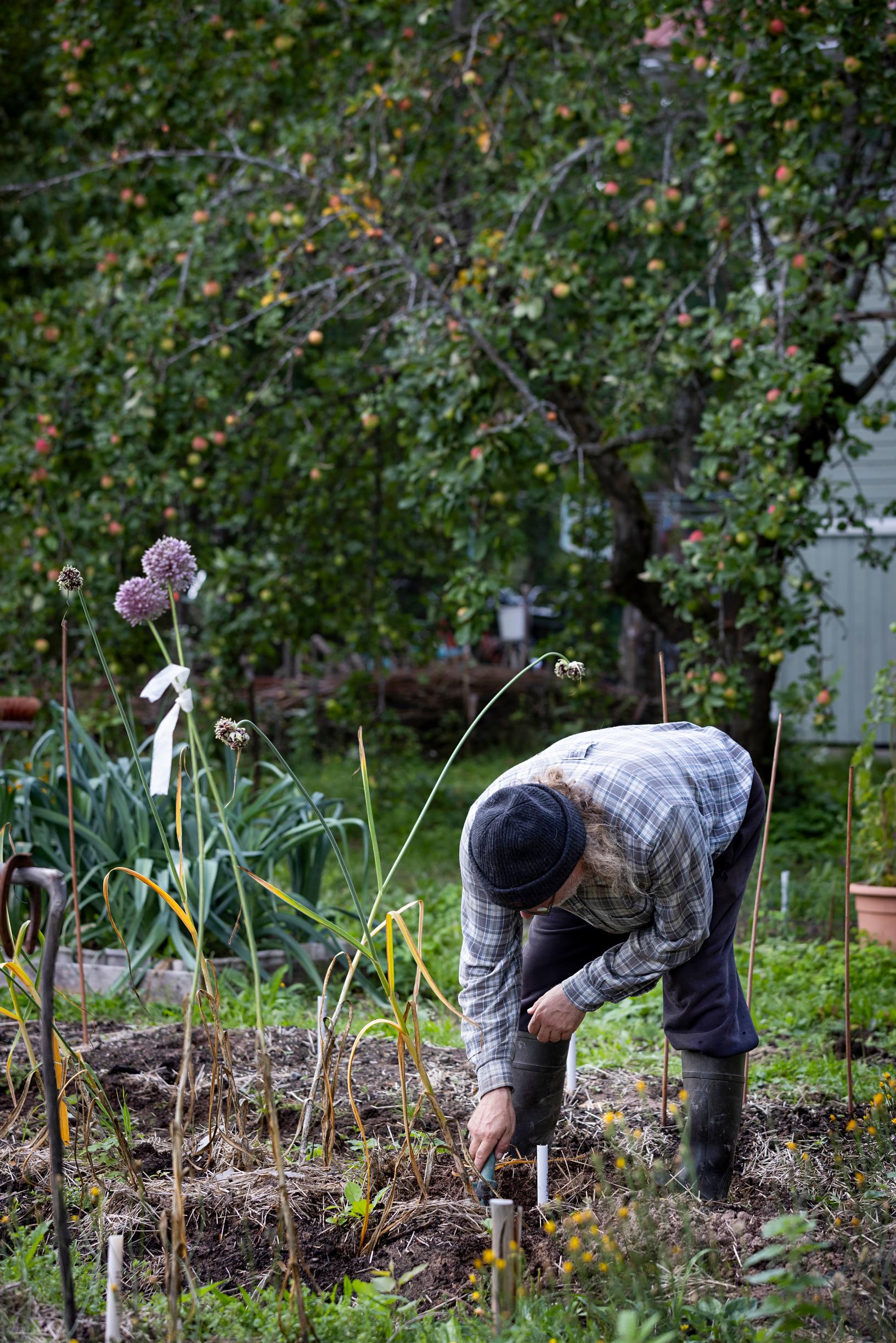 Torsten Sandberg’s garlic field