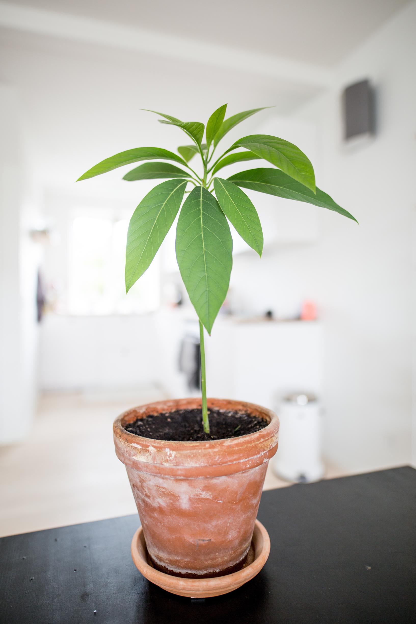 Grow your own avocado plant—planting and care guide