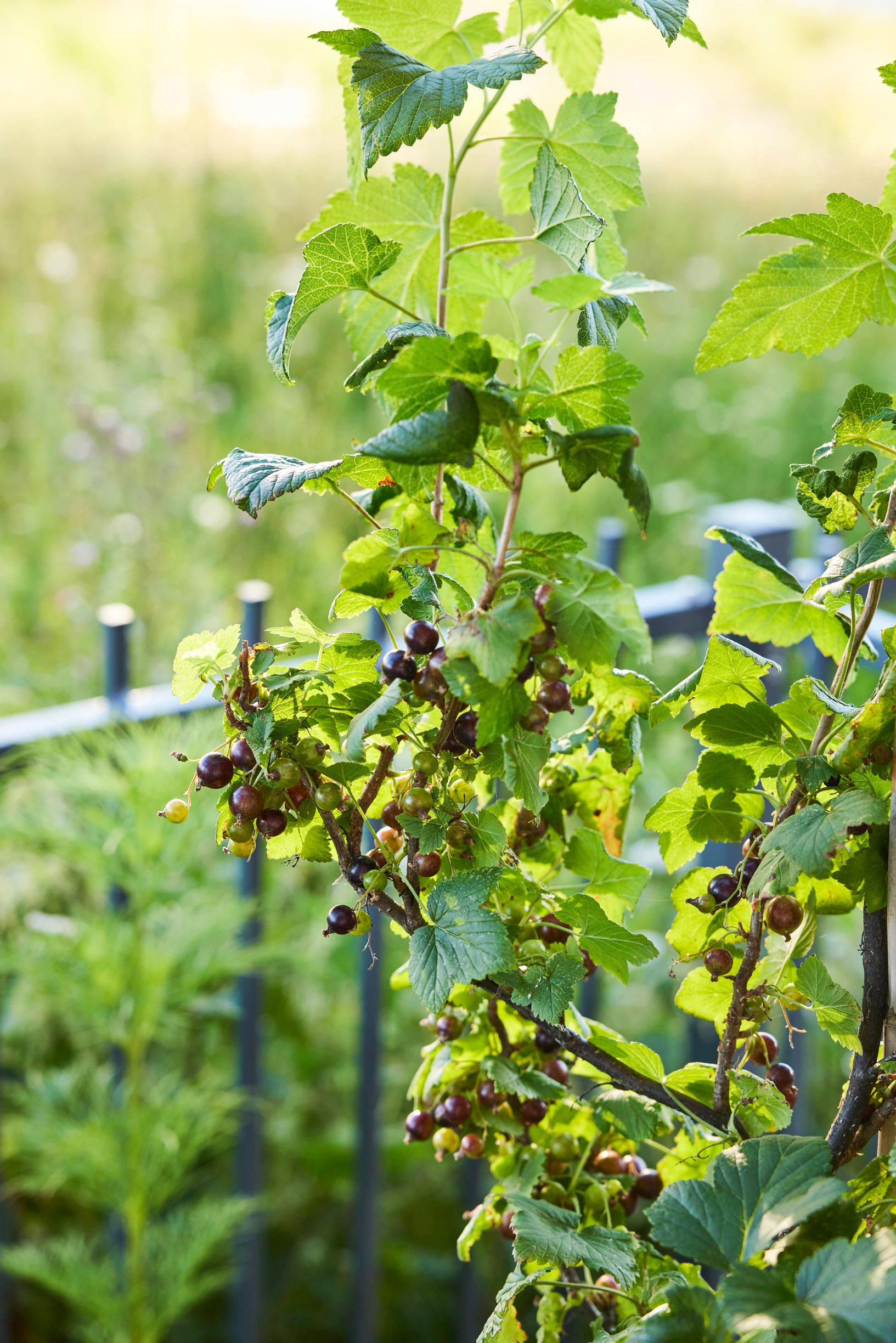Blackcurrant branches and berries.